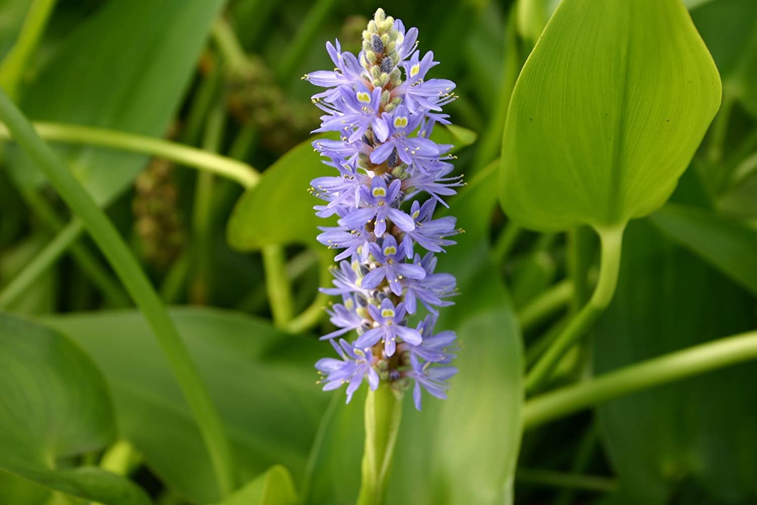 Pond Plant - Pickerel Blue (Pontederia cordata) for Water Gardens & Aquatic Landscaping | Perfect for Ponds, Lakes & Water Features