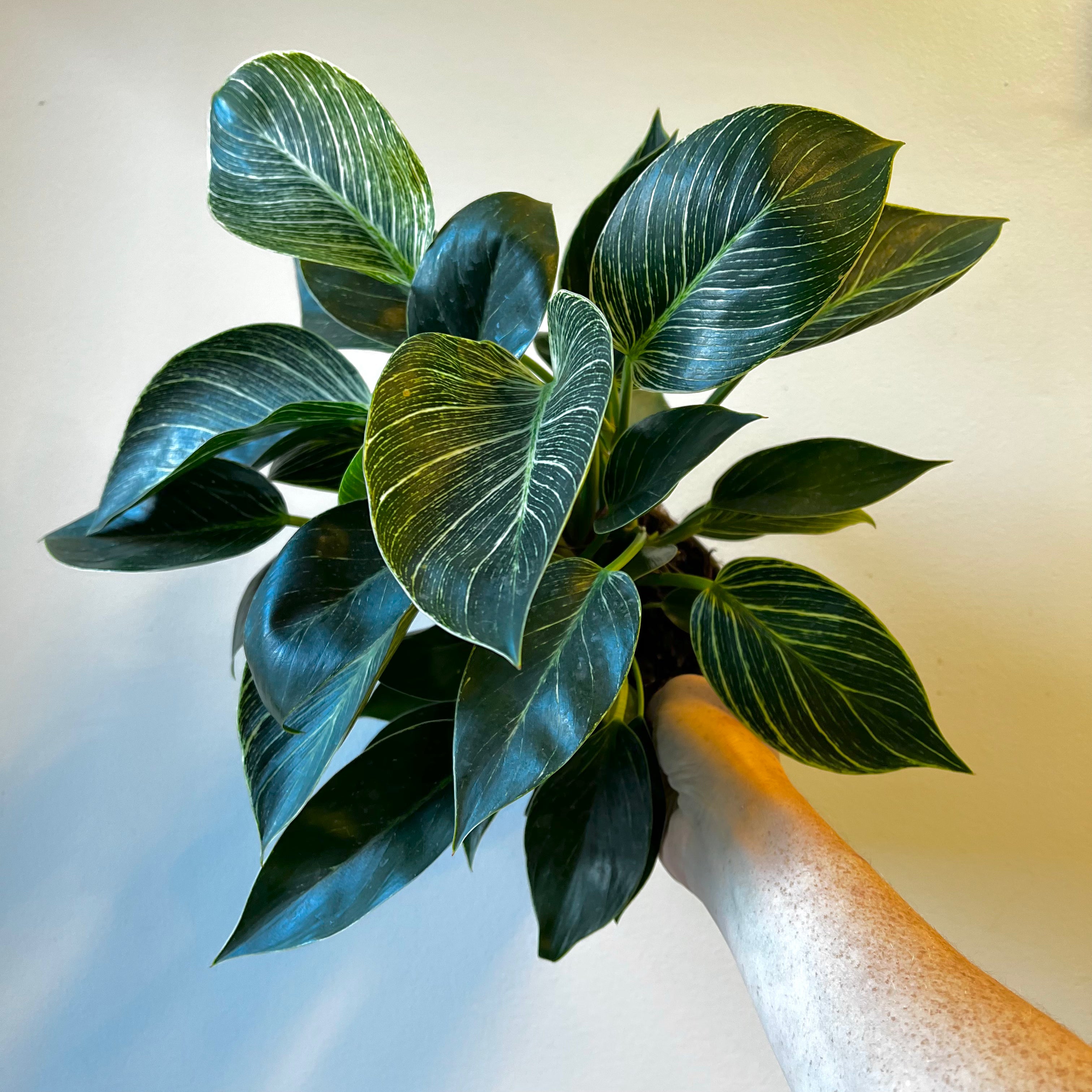 Monthly Plant Subscription Box - Fresh Indoor & Outdoor Plants Delivered to Your Door | Perfect for Home Decor, Office Greenery & Gift Giving