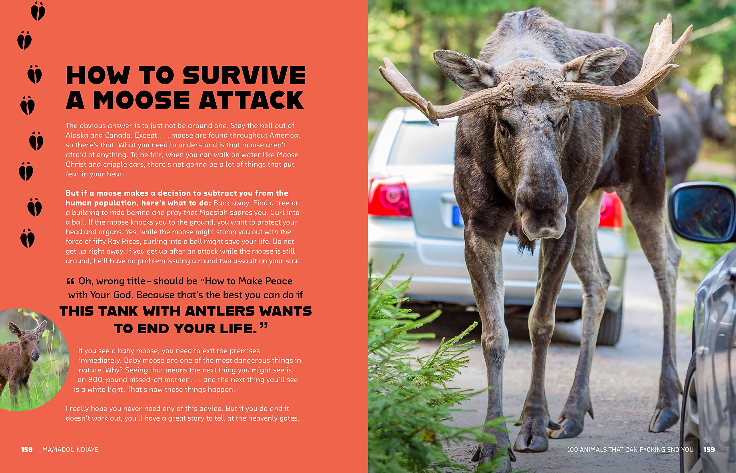 100 Deadly Animals That Can Kill You - Dangerous Wildlife Guide for Outdoor Safety & Survival Tips