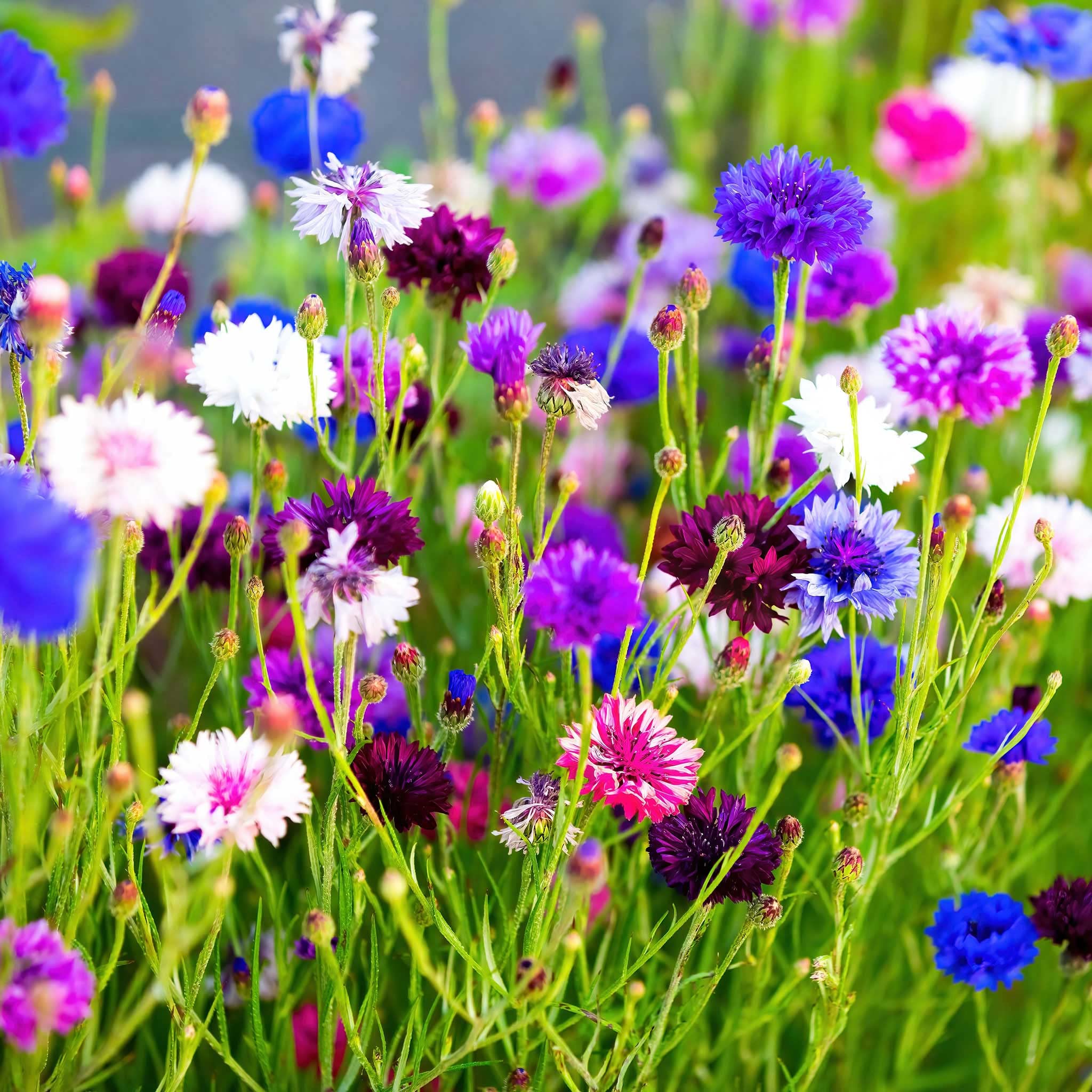 Eden Brothers Cornflower Bachelor Button Seeds - Tall Mix for Garden Planting | Blue, Pink & White Wildflower Seeds for Borders, Bouquets & Pollinator Gardens