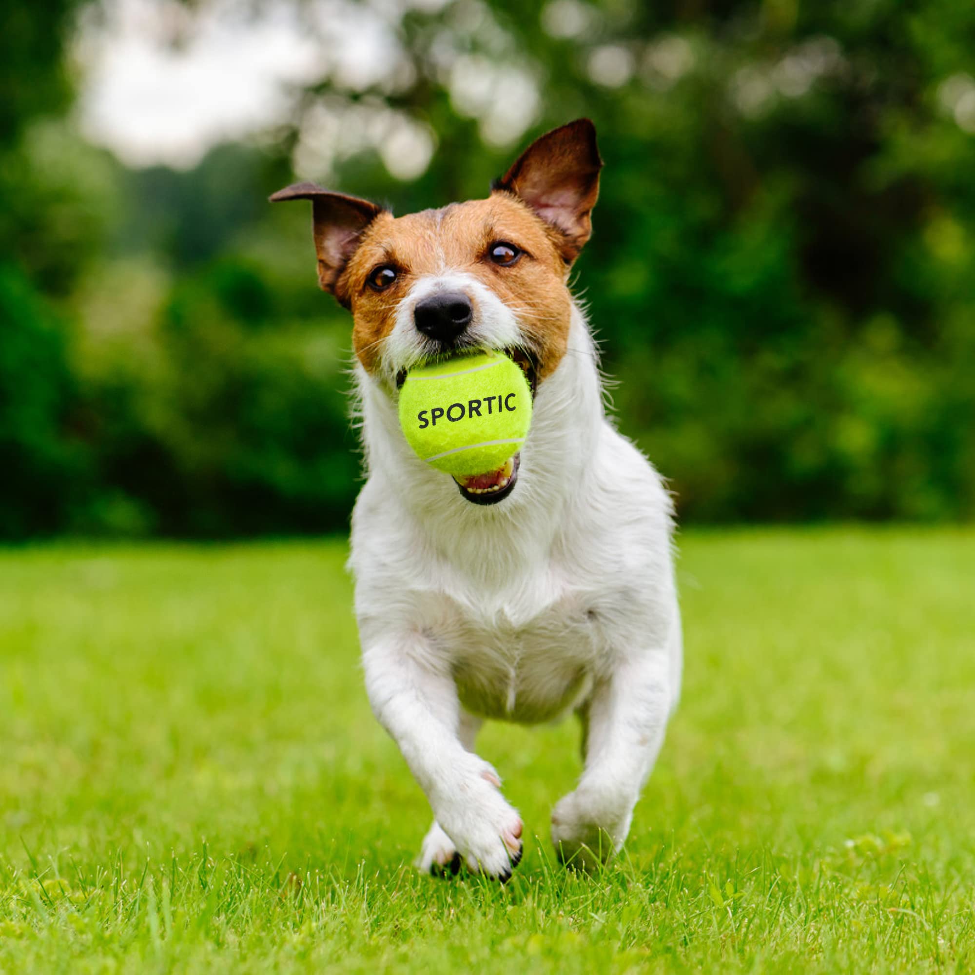 SPORTIC Pressurized Tennis Balls - 3/4/12/36 Pack Duty Felt High Bounce Training Balls with Mesh Bag | Perfect for Beginners, Tennis Practice & Dog Play | Indoor/Outdoor Court & Backyard Use