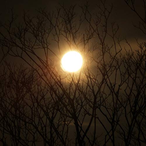 20x30 Inch Moon Sky Dark Night Silhouette Laminated Poster - Vibrant Colors & Vivid Imagery - Perfect for Home Decor, Bedroom Wall Art & Office Decoration - Fits Standard Picture Frames