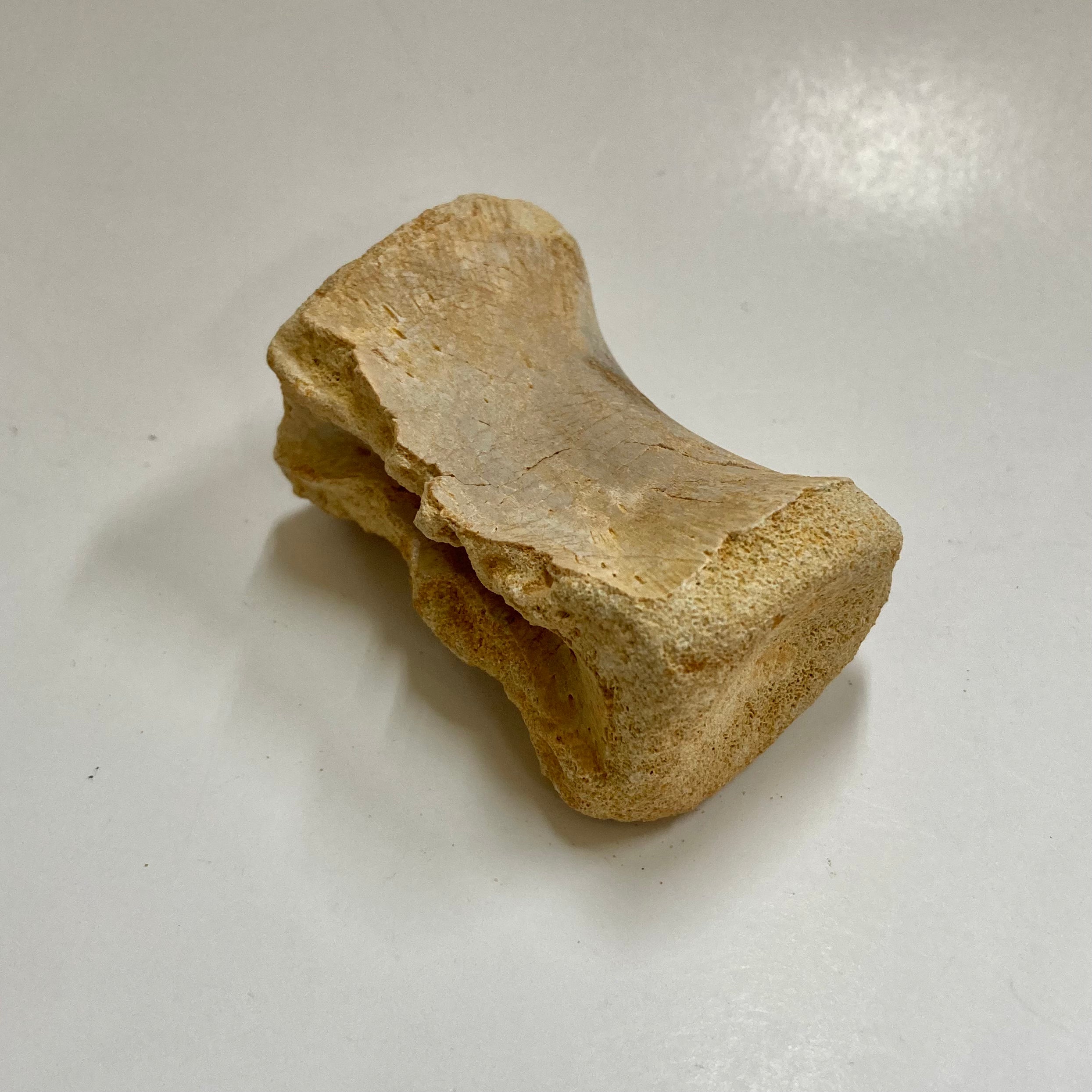 Authentic Juvenile Spinosaurus Dorsal Vertebra Fossil - Rare Dinosaur Bone for Collectors, Paleontology Enthusiasts & Educational Displays