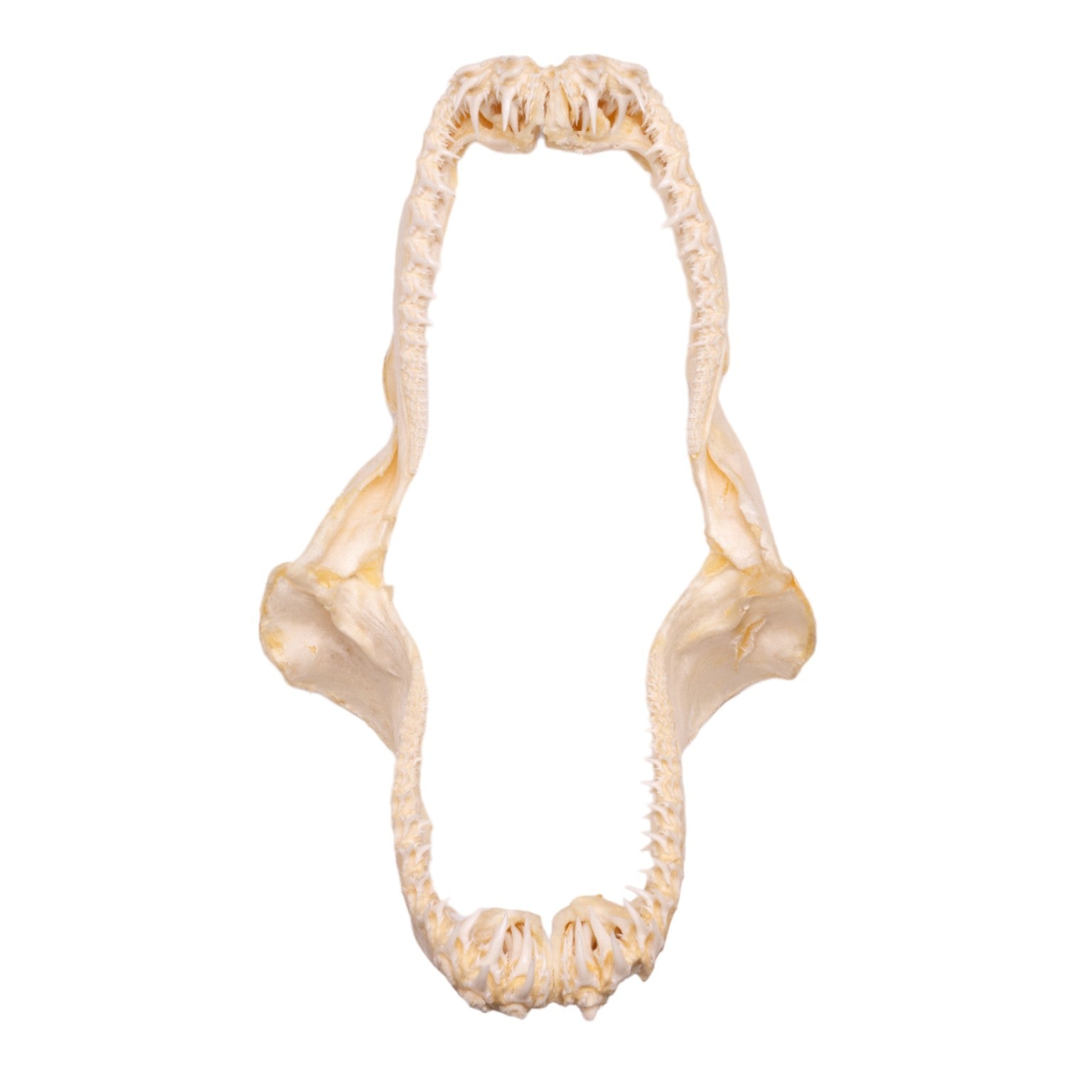 Authentic Smalltooth Sand Tiger Shark Jaw - 9.4