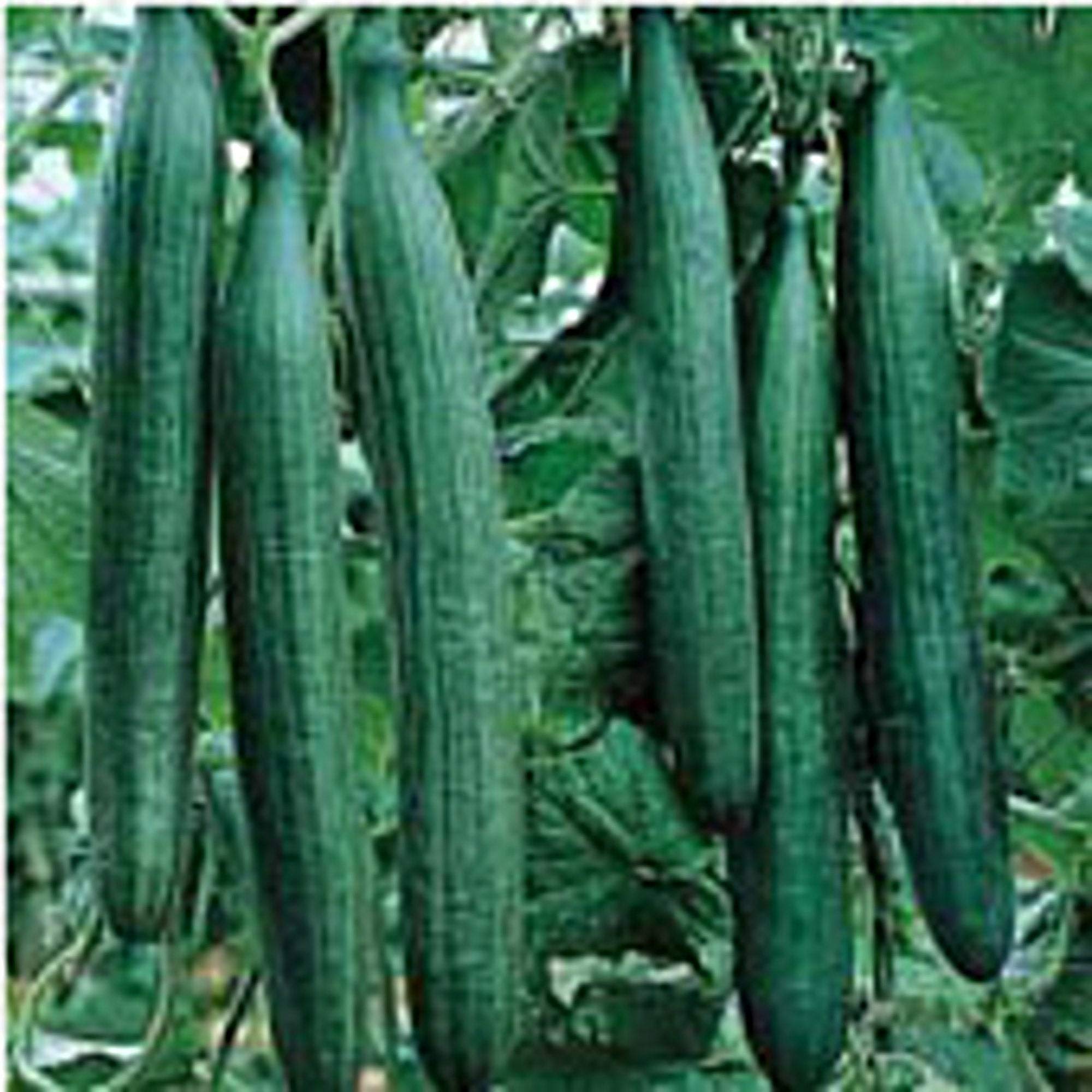 Organic Telegraph Improved Cucumber Seeds - Non-GMO Heirloom Variety (25+ Seeds) for Home Vegetable Gardening | Perfect for Salads, Pickling & Fresh Eating