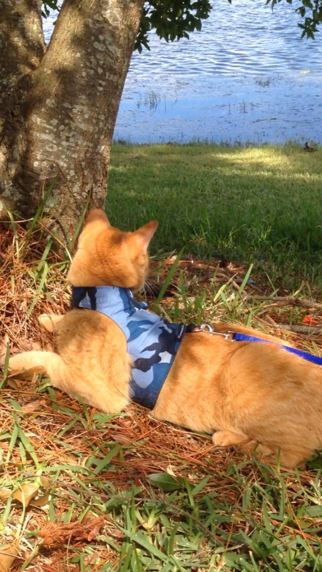Mynwood Blue Combat Cat Jacket & Harness for Adult Cats - Escape Proof, Durable Outdoor Walking Gear for Adventurous Felines
