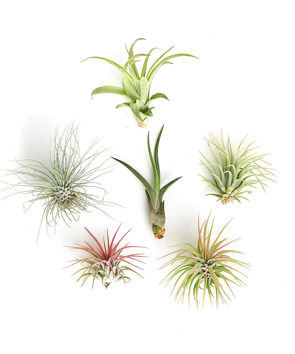 Shop Succulents | Assorted Live Air Plants Collection - Hand-Selected Variety Pack of 6 Air Succulents | Perfect for Home Decor, Office Desk & Terrariums