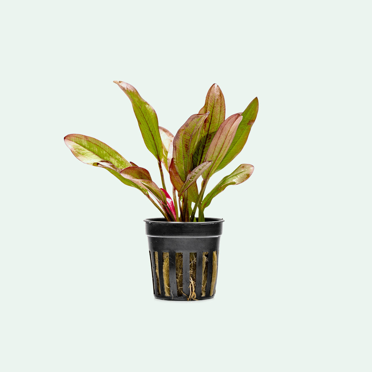 Echinodorus Devil Eye Live Aquarium Plant - Easy Care Aquatic Plant for Fish Tanks, Ponds & Aquascaping | Perfect for Beginners & Planted Aquariums