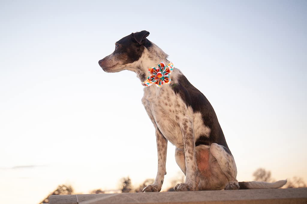Stylish Floral Adjustable Dog Collar for Small Medium Large Dogs - Summer Pet Collar with Unique Paw Design - Perfect for Daily Walks, Park Visits & Outdoor Adventures