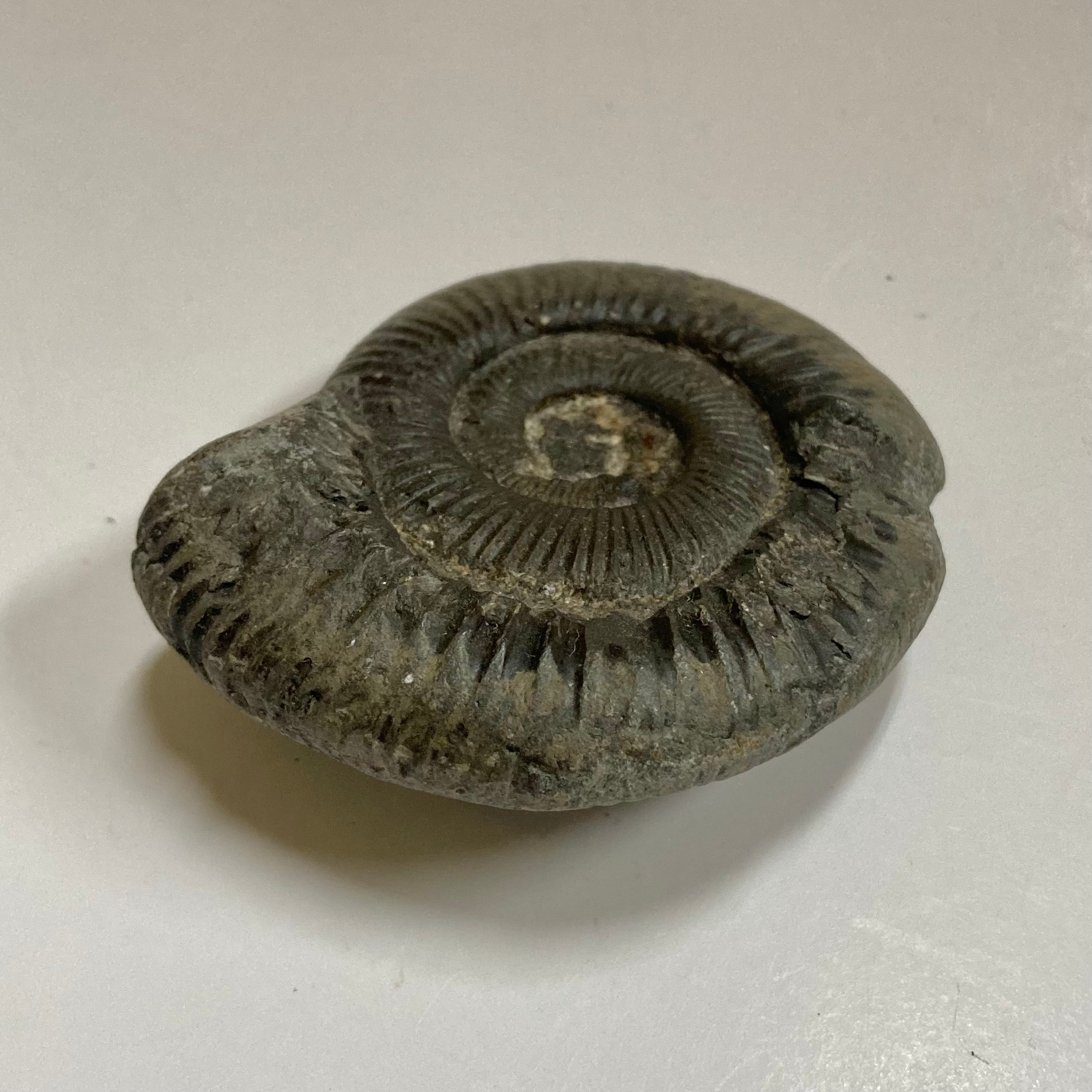 Authentic Dactylioceras Ammonite Fossil - Natural Jurassic Ammonite Specimen for Collectors, Home Decor & Educational Use
