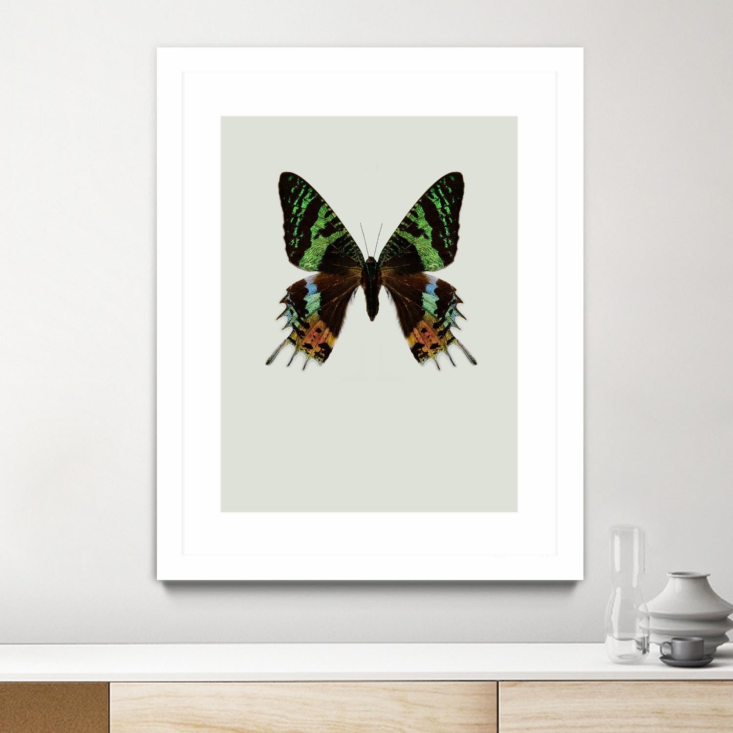 Chrysiridia Rhipheus Butterfly - Stunning Madagascar Sunset Moth for Collectors & Nature Enthusiasts | Perfect for Framed Displays, Home Decor & Educational Projects