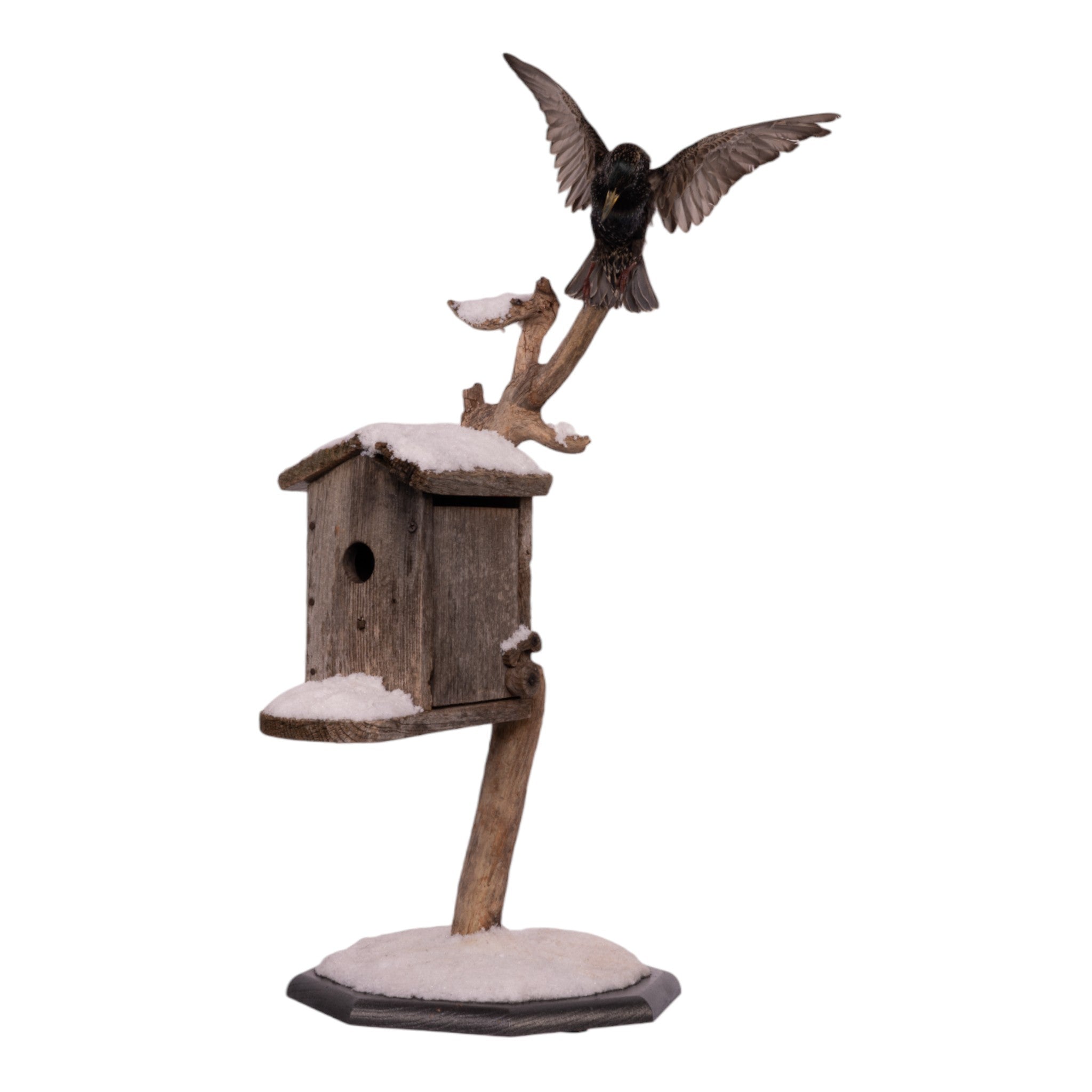 Realistic Starling Full Body Taxidermy Mount by Jaron Villemarette - Perfect for Home Decor, Nature Displays & Educational Use