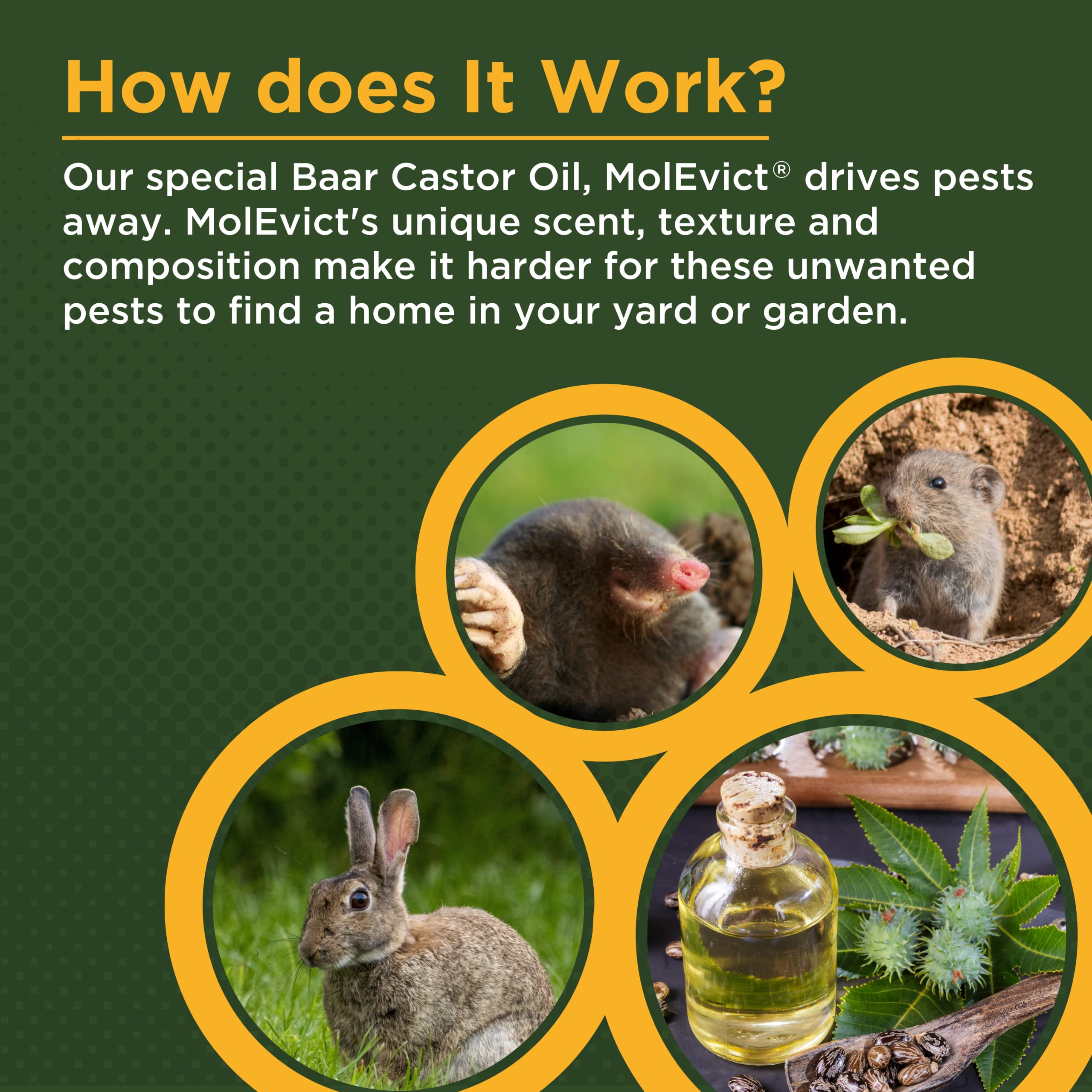 Baar Products MolEvict Lawn Mole Repellent - 5 Gallon Castor Oil Mole & Vole Deterrent for Yard Protection | Covers 100,000 Sq Ft | Pet & Plant Safe | Ideal for Lawns, Gardens, Flower Beds & Landscapes