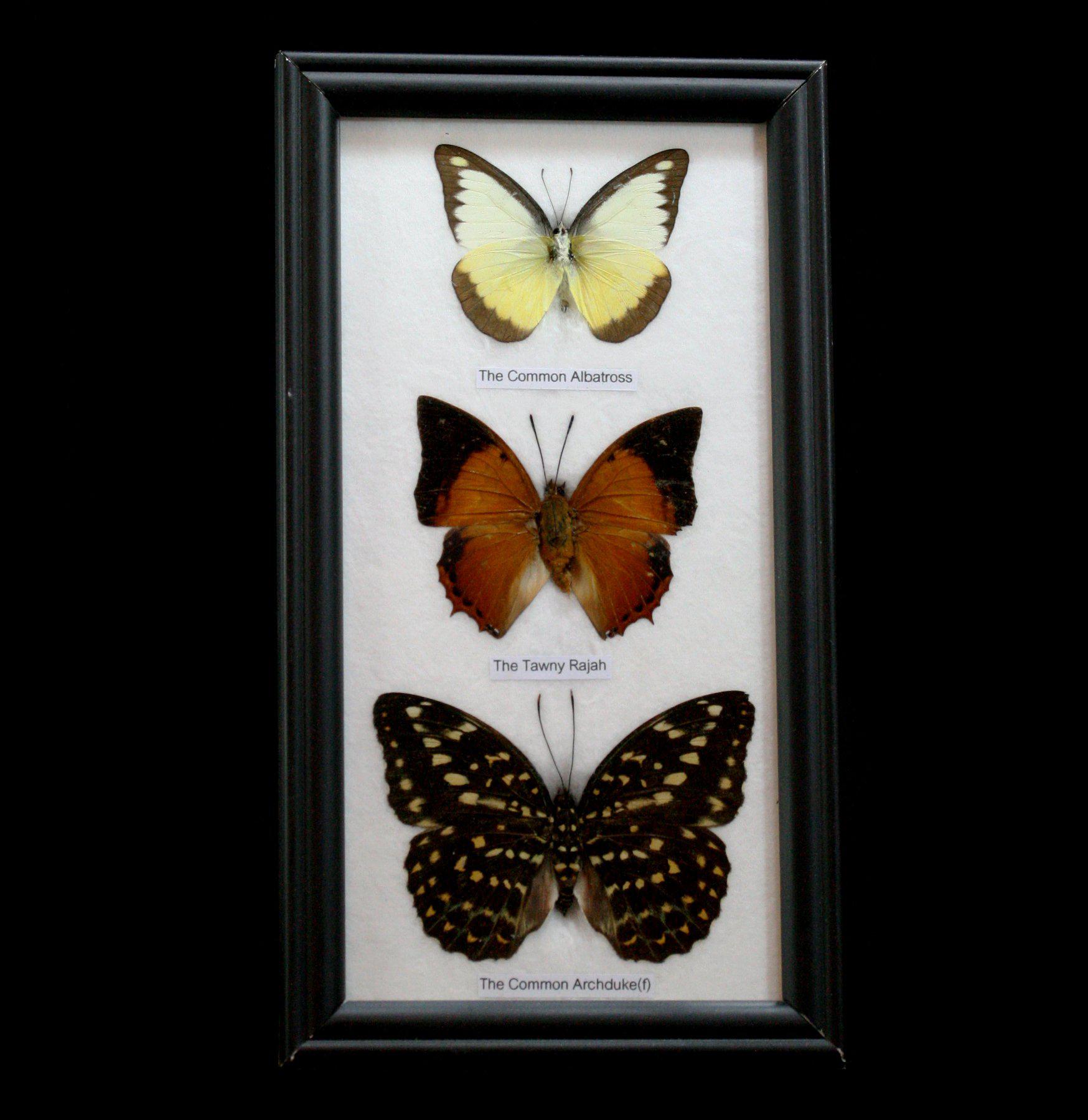3 Framed Butterfly Specimens - Real Mounted Butterflies in Display Case for Home Decor, Classroom, or Gift