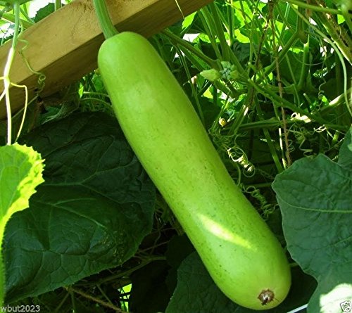Calabash Long Bottle Gourd Seeds (10-Pack) - Asian Vegetable Seeds for Edible Opo Squash, Lauki & Gaguava Bean - Perfect for Home Gardening, Cooking & Healthy Recipes