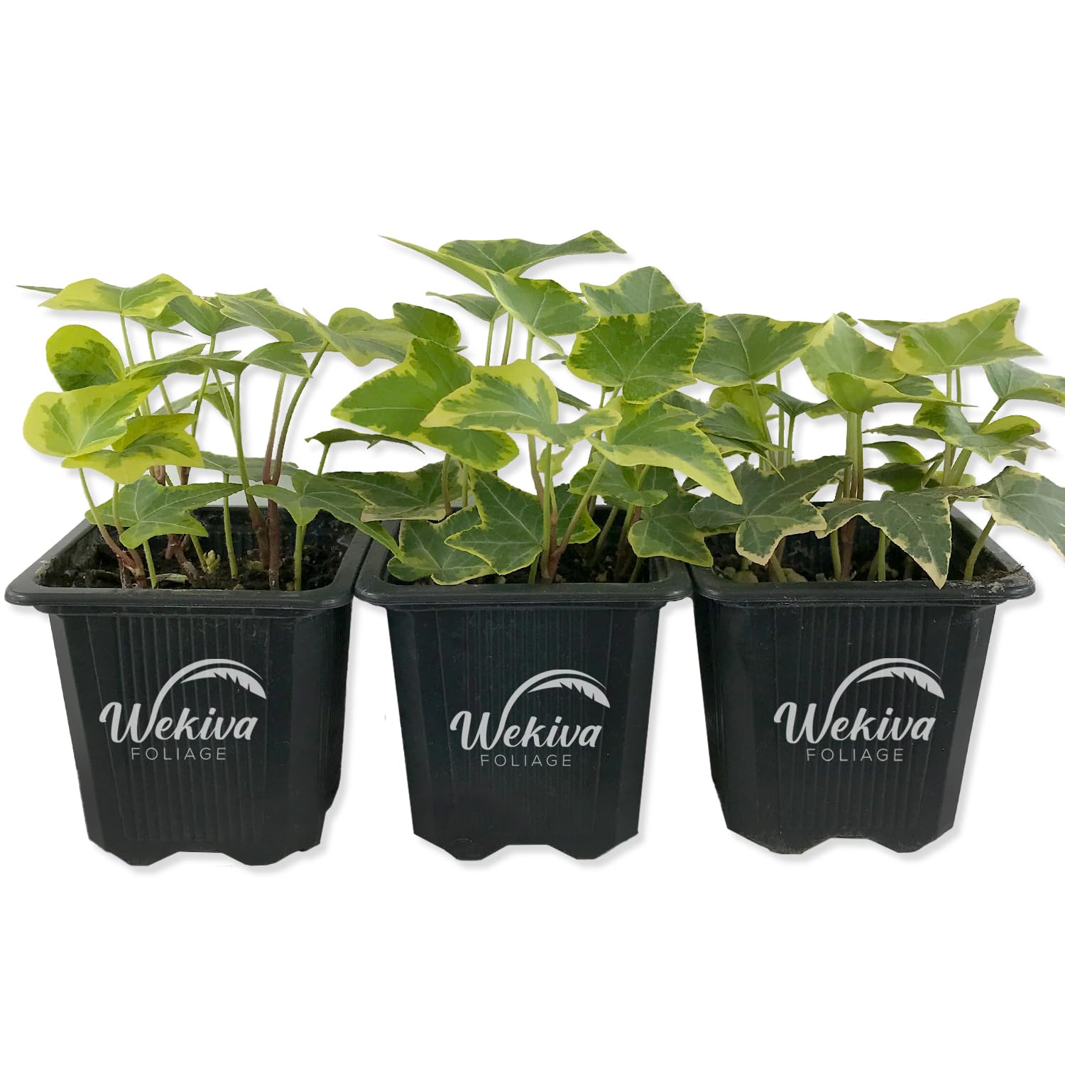 Golden English Ivy - 4 Live Plants in 3 Inch Pots - Hedera Helix - Easy Care Indoor Air Purifying Houseplant Vine for Home, Office & Garden Decor - Perfect for Hanging Baskets, Shelves & Wall Coverings