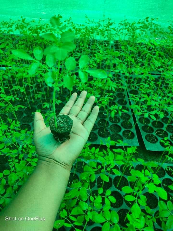100+ Organic Moringa Seeds for Planting - Grow Your Own Moringa Leaves, Powder, Pods & Flowers | Non-GMO, Heirloom Quality | Perfect for Home Gardening, Superfood Cultivation & Natural Remedies