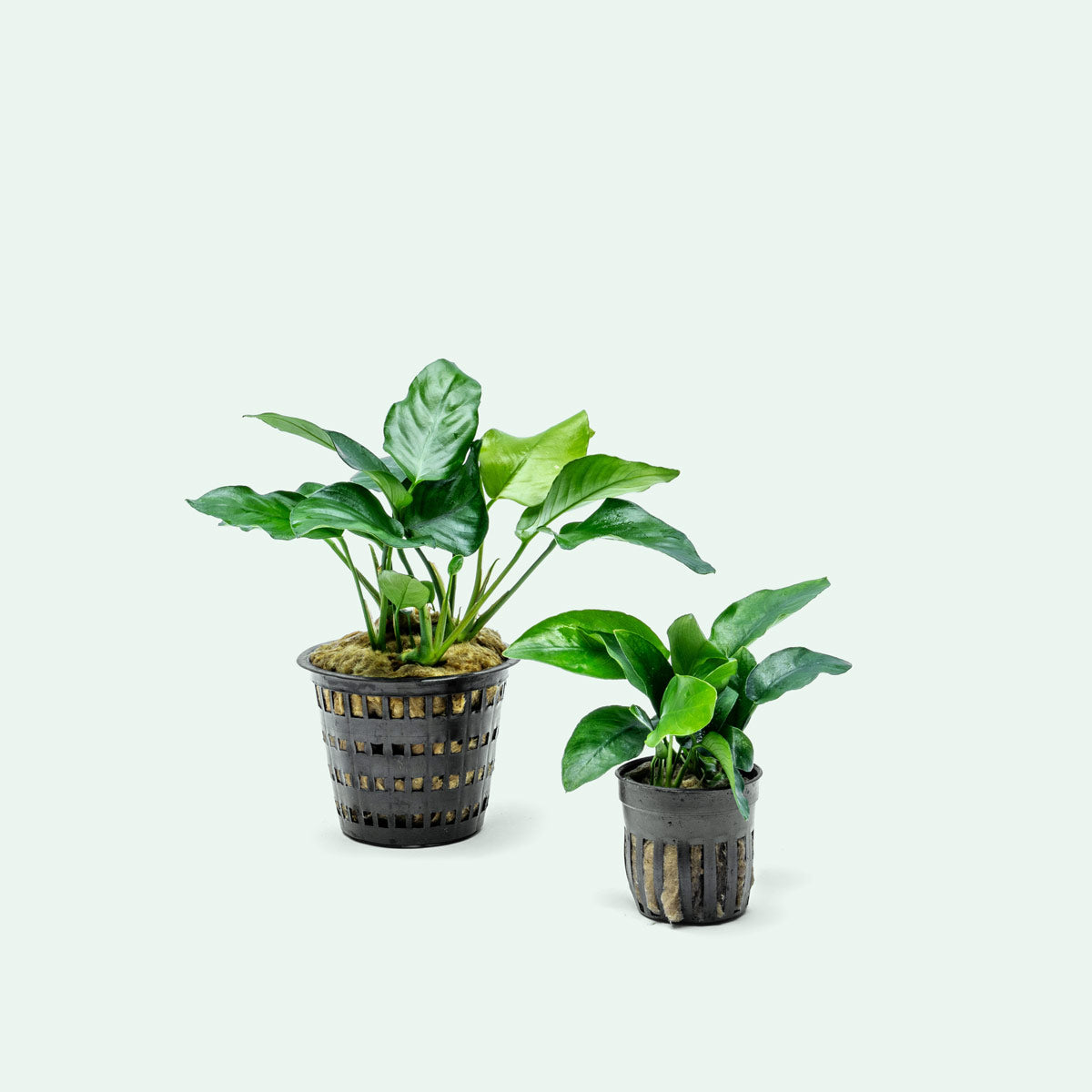 Anubias Nana Mother Plant - Live Aquarium Plant for Fish Tanks, Aquascaping & Freshwater Aquariums