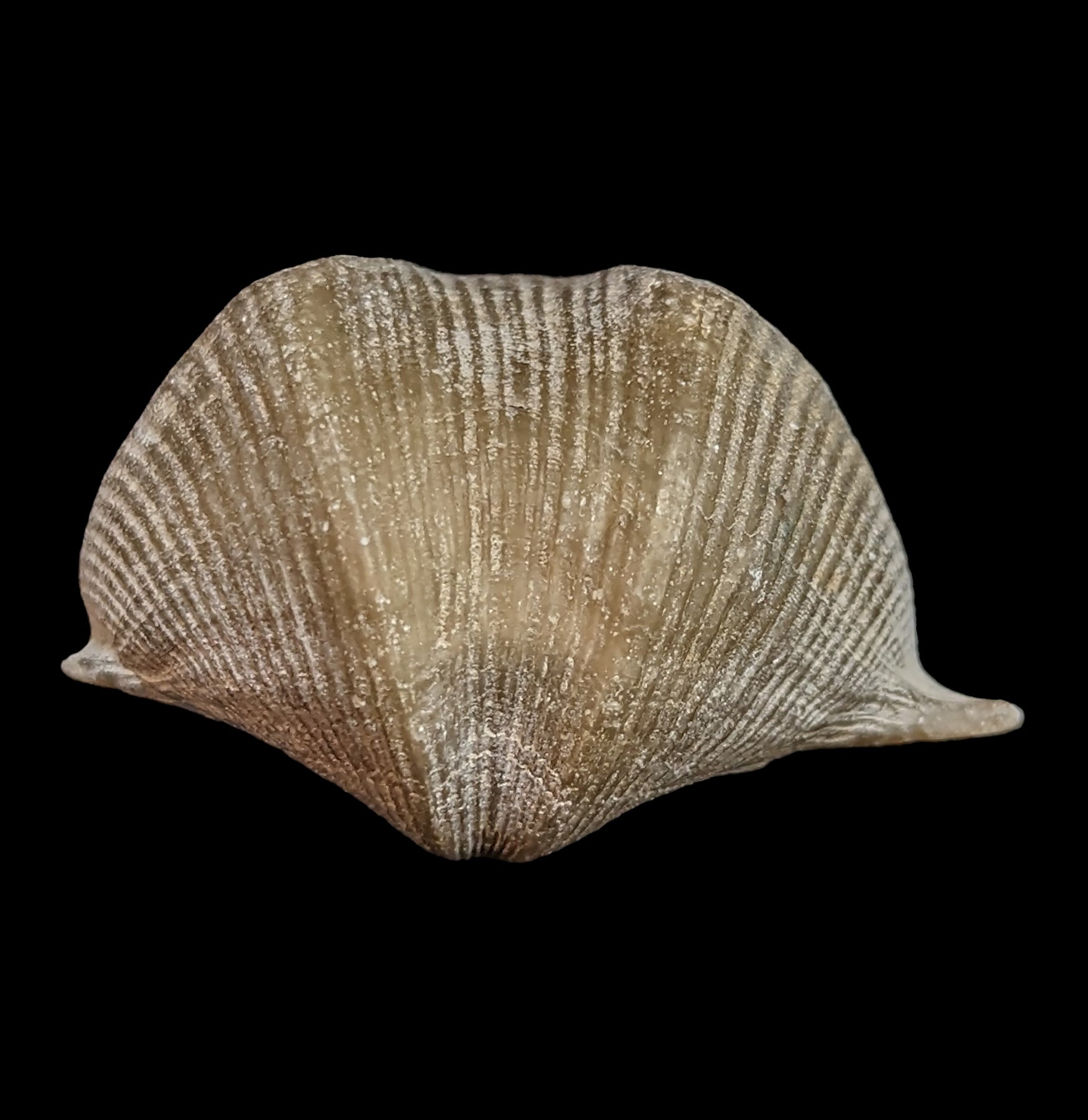 Authentic Fossilized Brachiopod - Ancient Marine Fossil Specimen for Collectors & Education | Perfect for Home Decor, Classroom Display & Paleontology Gifts