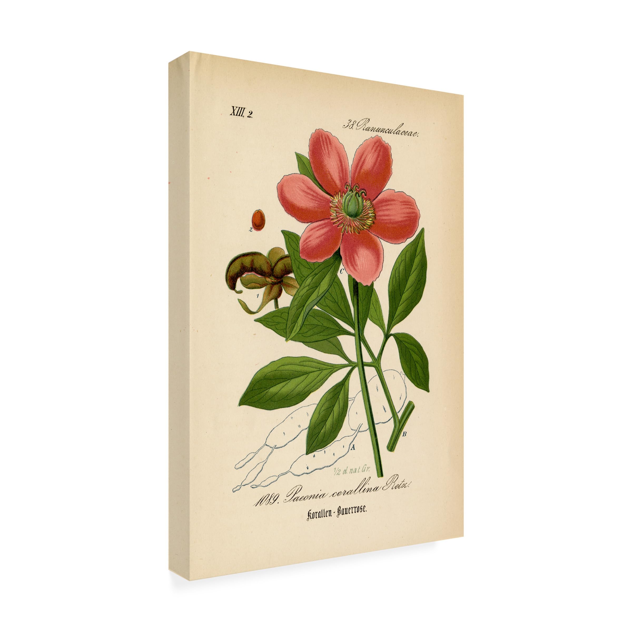 Trademark Fine Art 'Paeonia Corallina' Floral Canvas Wall Art Print - Handmade Botanical Home Decor for Living Room, Bedroom & Office