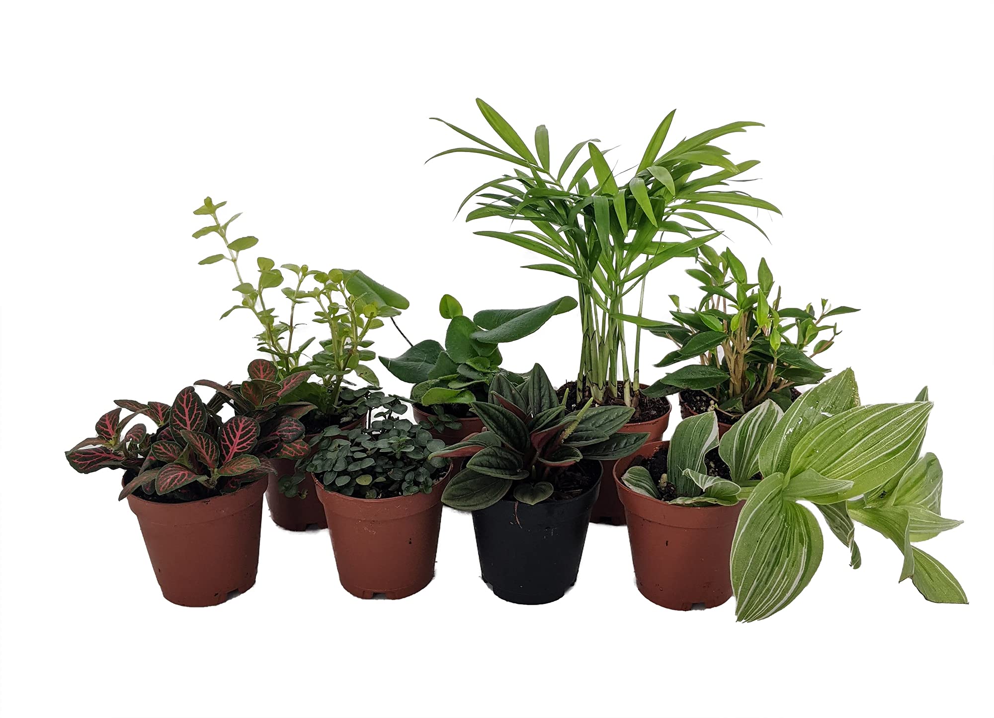 Mini Succulent Plants for Terrarium & Fairy Garden - Set of 8 in 2 Inch Pots - Perfect for Home Decor, DIY Projects, and Indoor Gardening Gifts