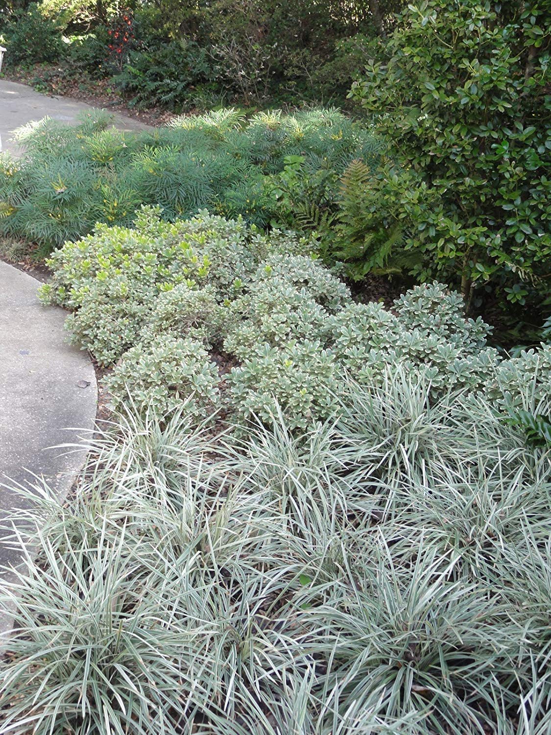 40 Live Aztec Grass Plants - Variegated Liriope (Ophiopogon Intermedius Argenteomarginatus) - Perfect for Landscaping, Ground Cover & Garden Borders