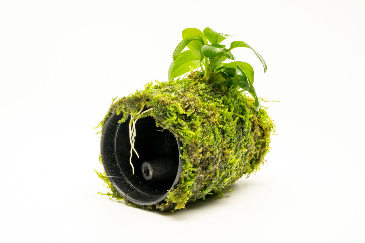 Anubias Nana Moss Tower for Aquarium - Live Aquatic Plant Decor for Fish Tank, Terrarium & Paludarium | Perfect for Shrimp, Betta Fish & Nano Tanks