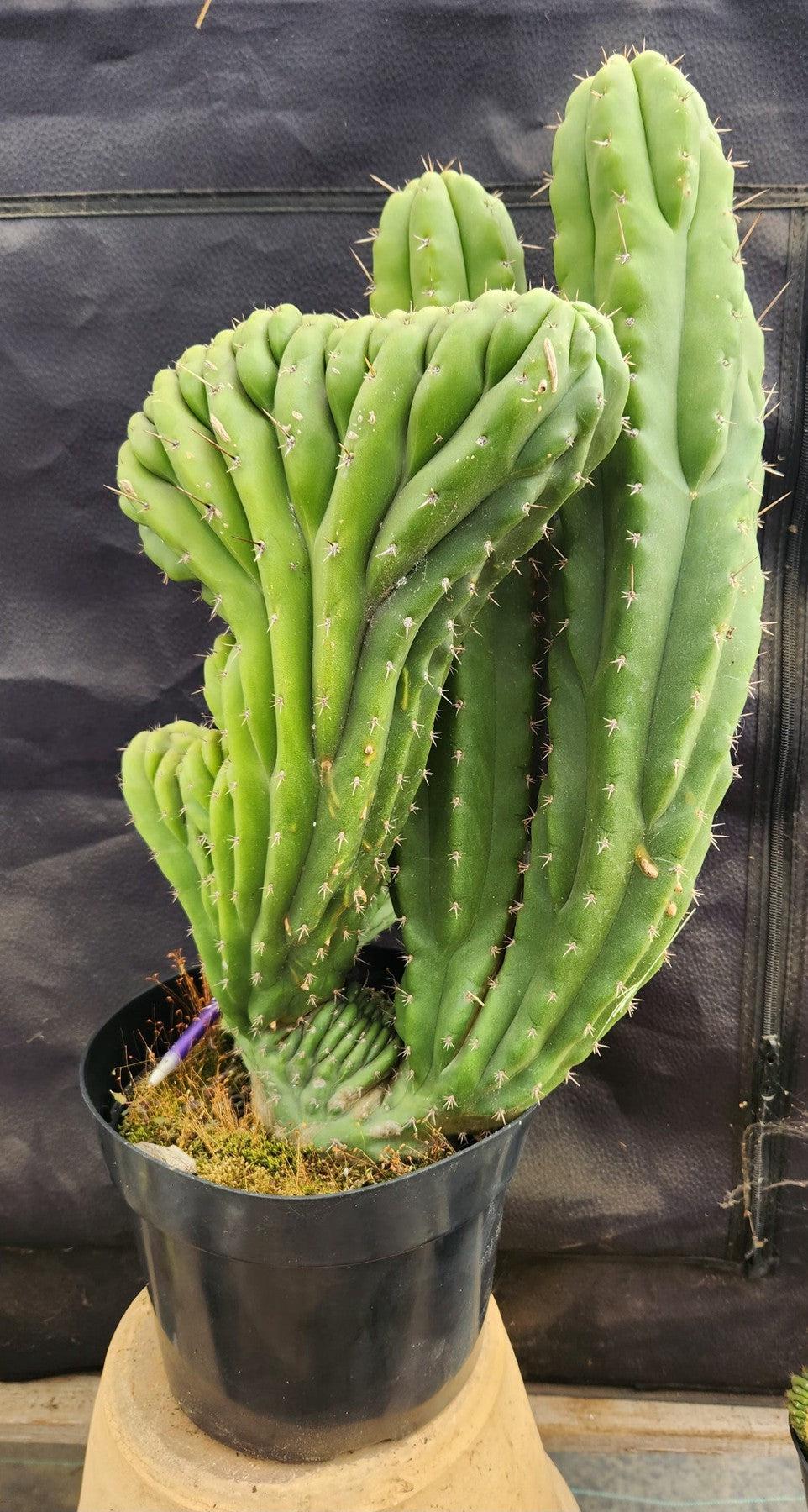 EC109 Exact Trichocereus Pachanoi Crested Cactus - Rare Succulent for Home Decor, Garden & Spiritual Ceremonies