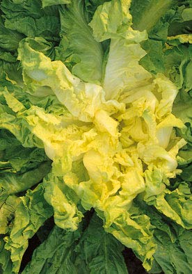 Salerno Seeds Escarole Gigante Degli Ortolani 7g - Italian Non-GMO Heirloom Seeds for Home Gardening & Organic Farming | Perfect for Salads, Soups & Italian Cuisine