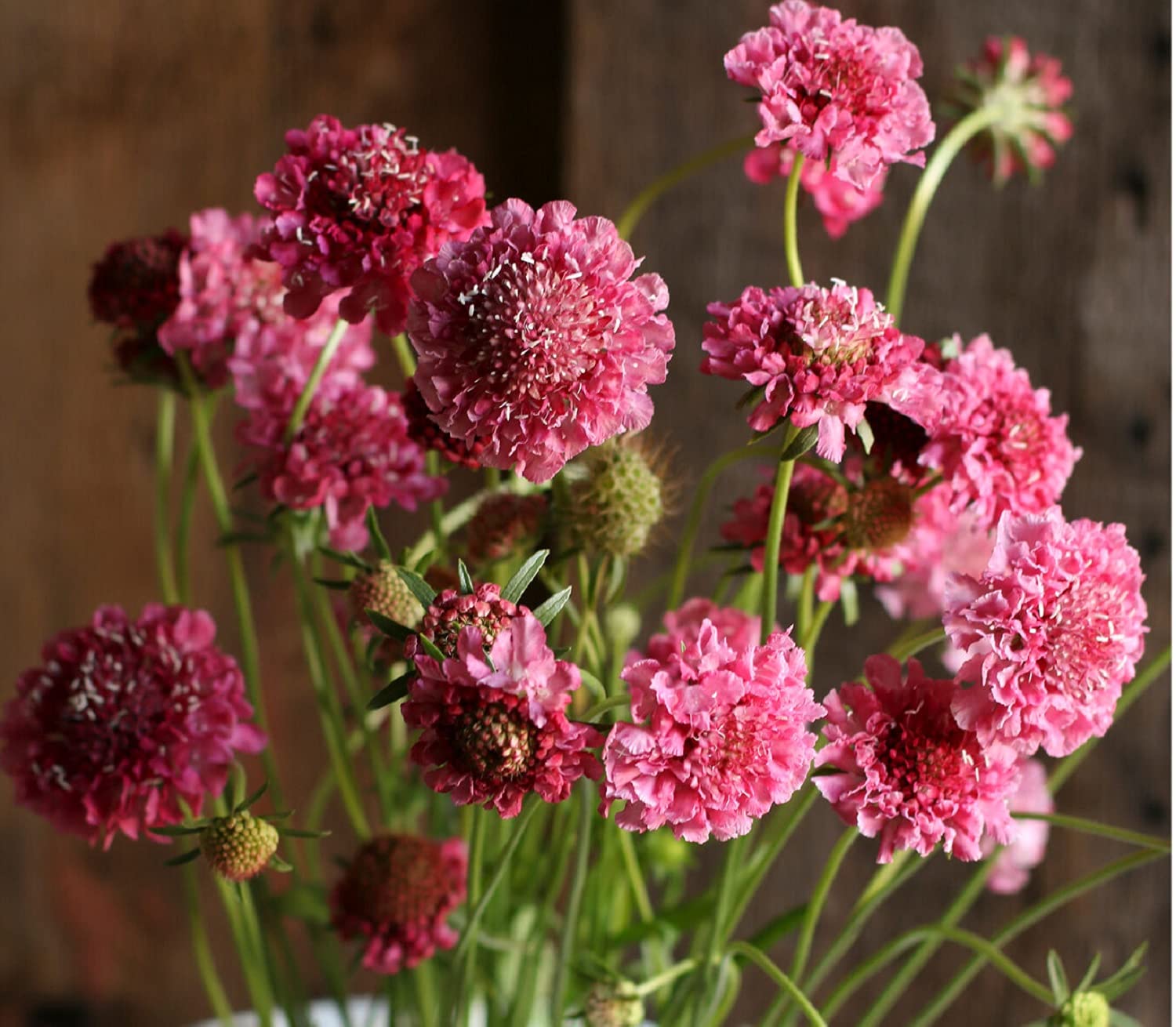 David's Garden Seeds Scabiosa Salmon Rose - 50 Non-GMO Heirloom Flower Seeds for Garden, Bouquets & Pollinator Gardens | Easy to Grow Cut Flowers for Wedding Arrangements & Home Decor