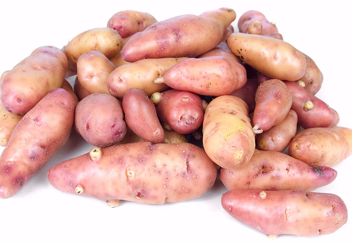 Organic French Fingerling Potato Tubers (3 Pack) - Non-GMO Heirloom Seed Potatoes for Home Gardening, Cooking & Gourmet Recipes