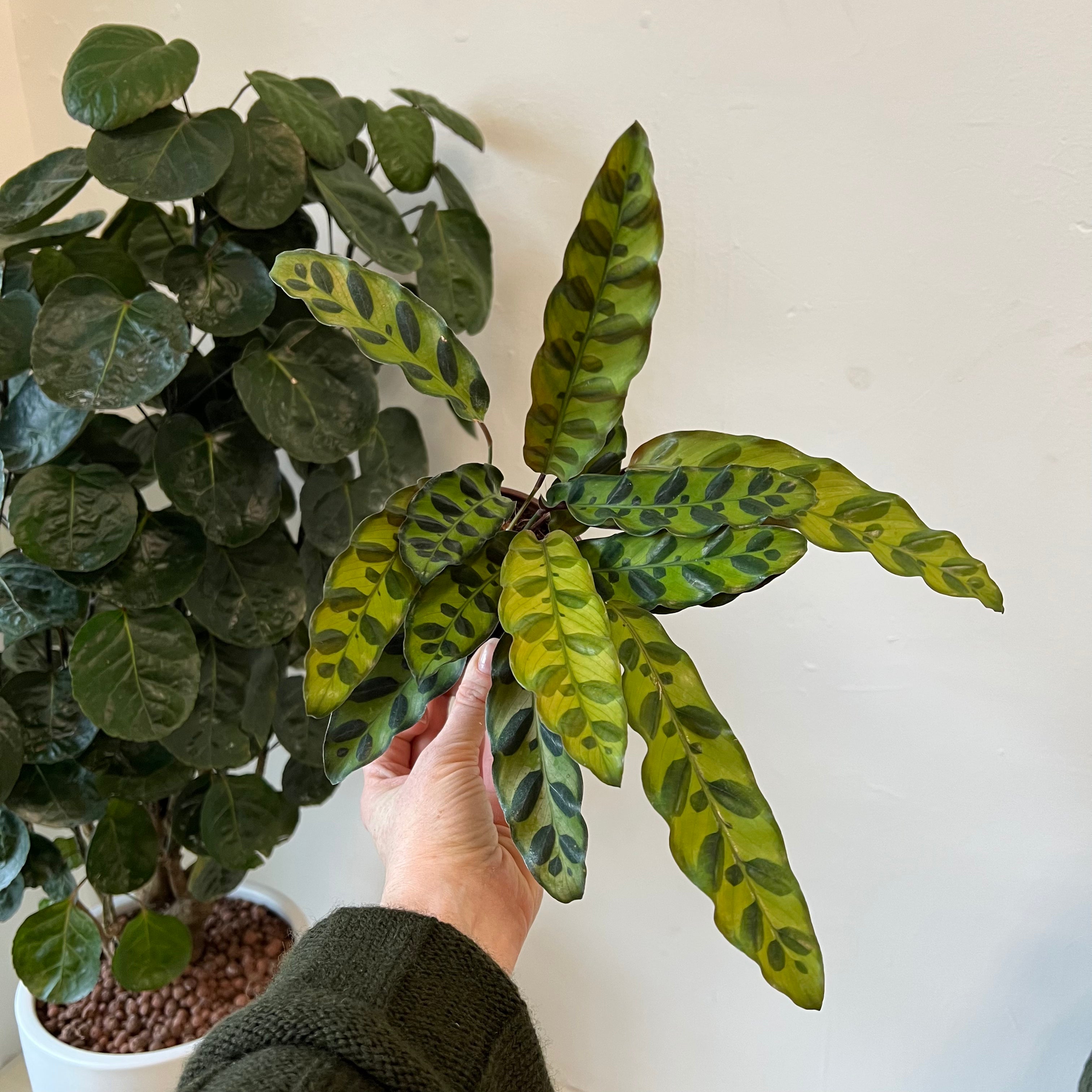 Calathea Red Peacock Prayer Plant - Live Indoor Houseplant with Vibrant Red & Green Foliage - Perfect for Home, Office Decor & Low Light Spaces