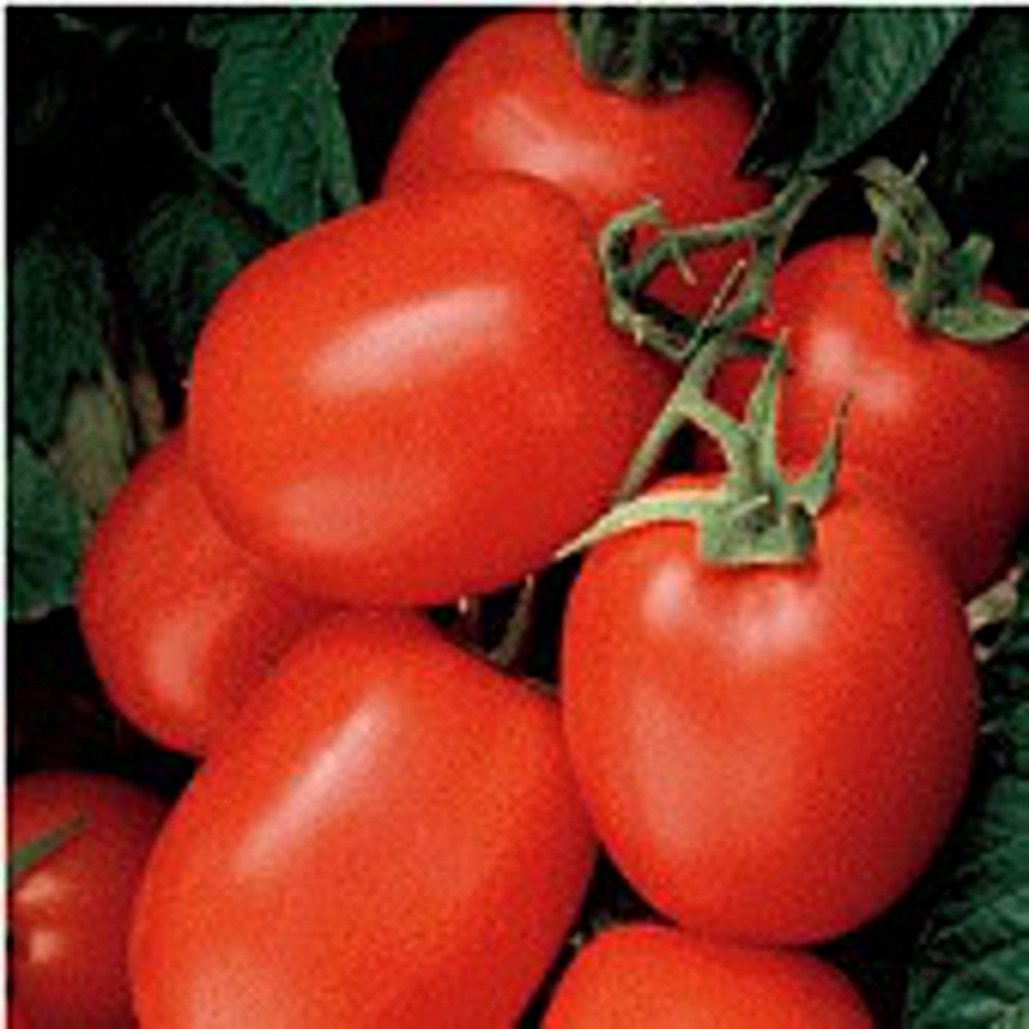 Organic Non-GMO Tomato Seeds for Planting (20+ Seeds) - Heirloom Vegetable Garden Seeds for Home, Greenhouse & Backyard Gardening | Perfect for Salads, Sauces & Fresh Eating