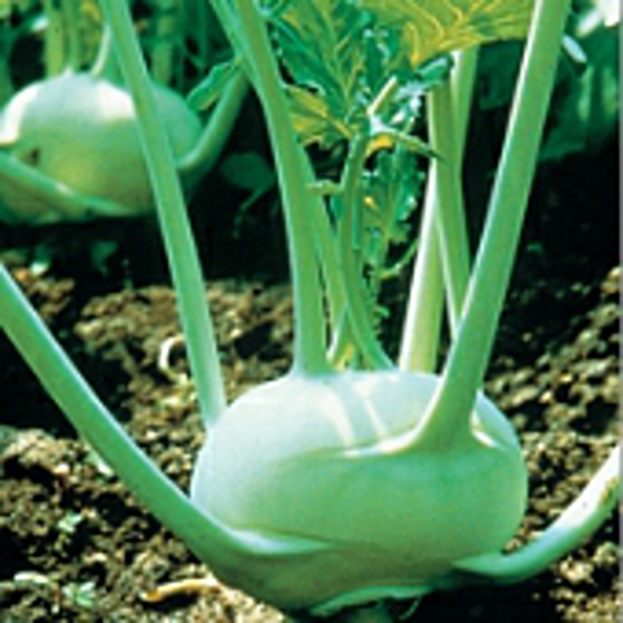 Organic Kongo Kohlrabi Seeds (20+ Seeds) | Non-GMO Heirloom Vegetable Seeds for Planting | Home Garden, Greenhouse, or Container Growing | Fresh, Nutritious & Easy to Grow