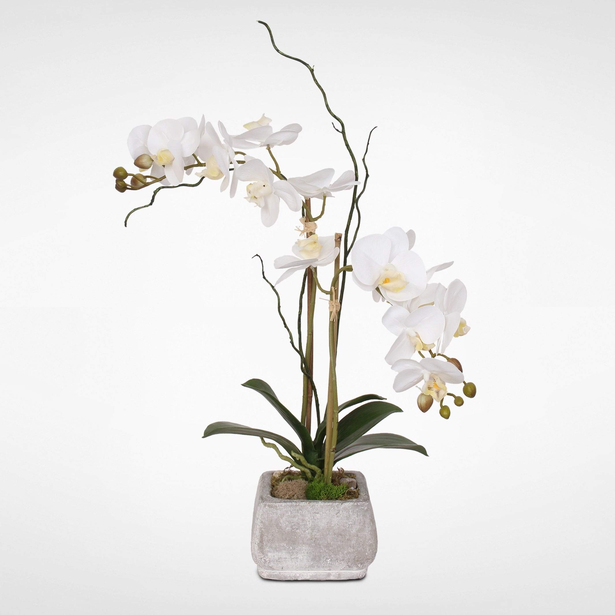 Real Touch Cream White Orchids in Stone Wash Pot - Lifelike Artificial Flowers for Home Decor, Wedding Centerpieces & Office Displays