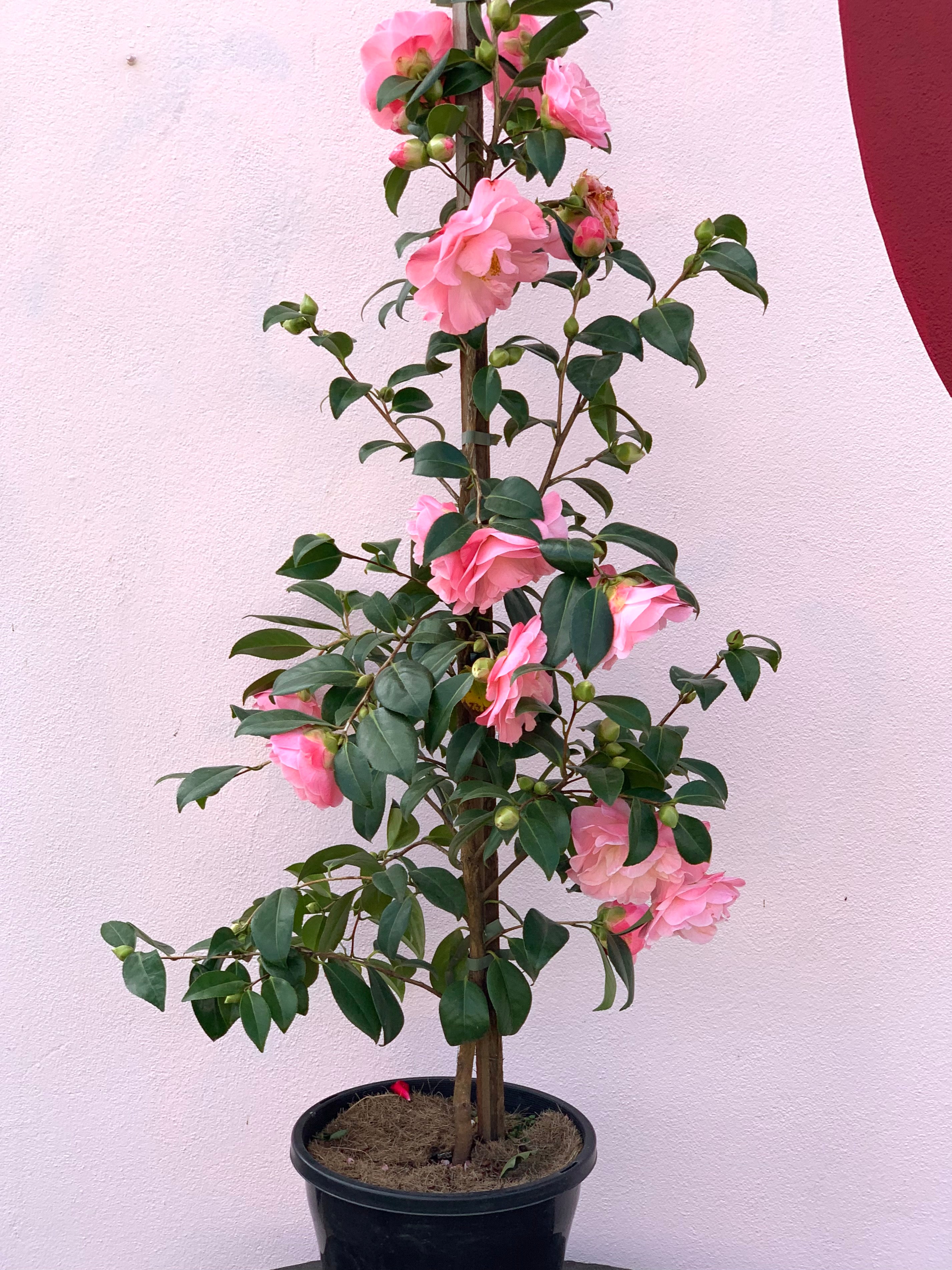 Camellia 'Peggy Burton' - Beautiful Pink Flowering Evergreen Shrub for Gardens, Landscaping & Outdoor Decor
