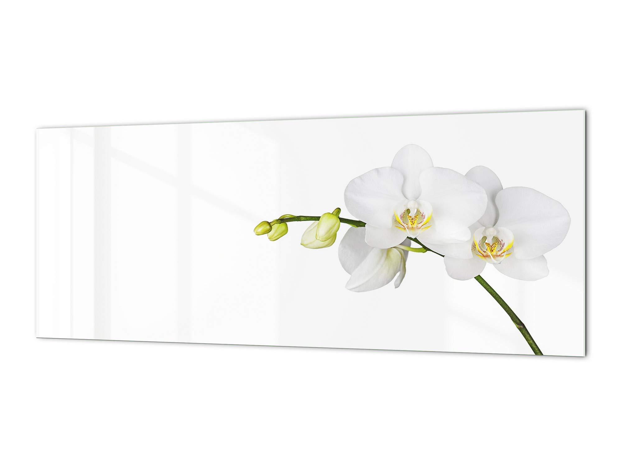 Tempered Glass Splashback - Printed Flowers & Plants Series BBS04C - Durable Kitchen Backsplash for Modern Homes & Restaurants
