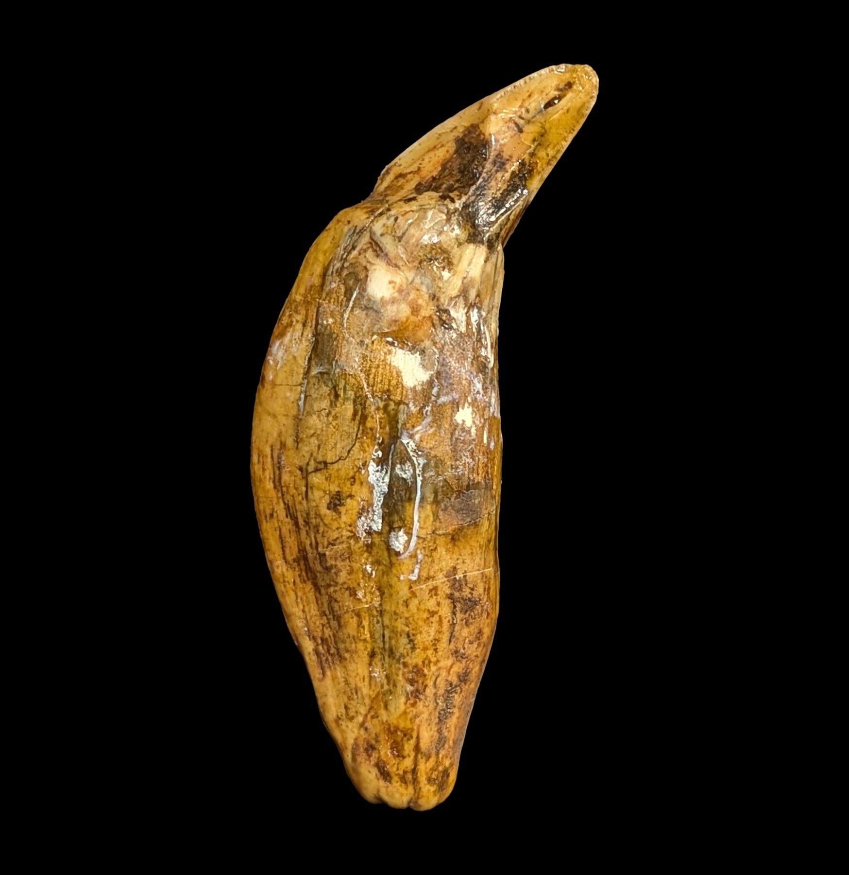 Authentic Fossil Cave Bear Canine Tooth Specimen - Genuine Ice Age Relic for Collectors, Paleontology Enthusiasts & Home Decor - Perfect for Display Cases, Educational Projects & Unique Gifts