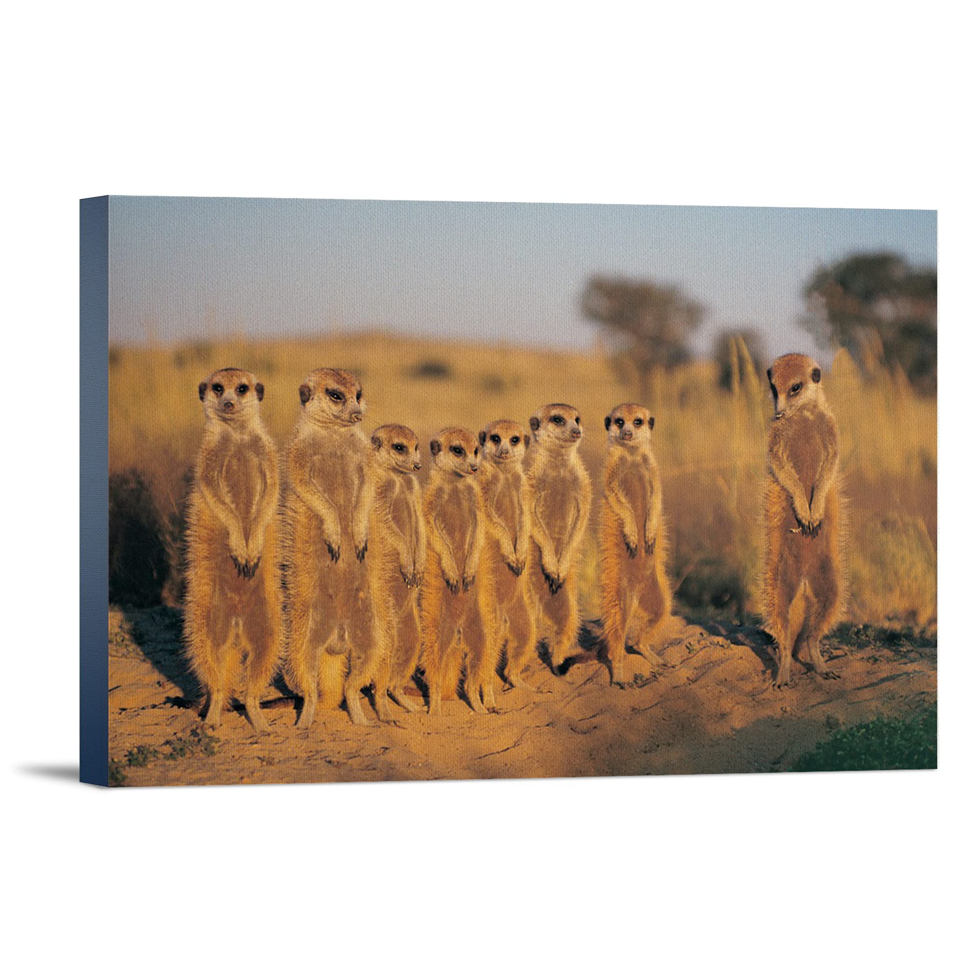 Lantern Press Meerkats Lined Up - 16x24 Wrapped Canvas Wall Art for Living Room, Bedroom & Office Decor | Wildlife Animal Painting | Ready to Hang Home Decoration