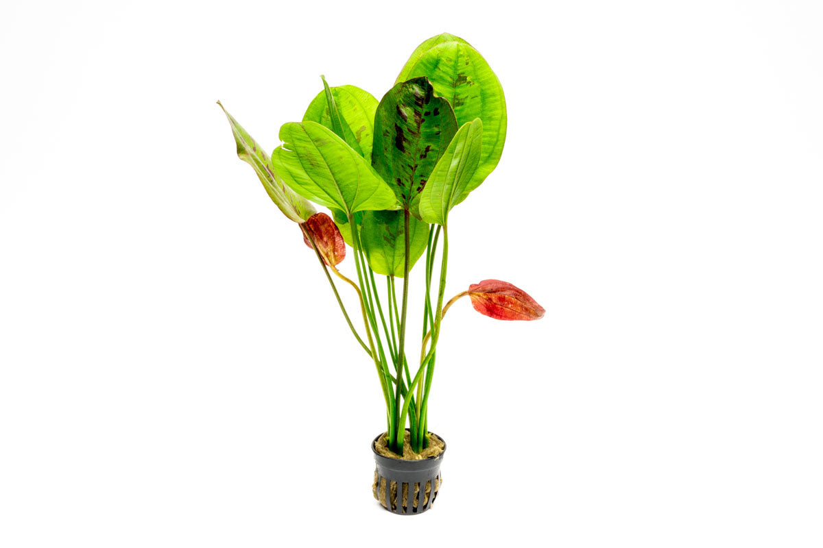 Echinodorus Yellow Sun Aquatic Plant - Live Freshwater Aquarium Plant for Fish Tanks, Ponds & Aquascaping - Easy to Grow & Low Maintenance