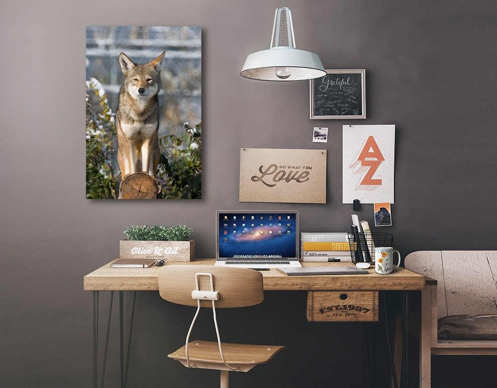 Lantern Press Coyote Wall Art - 16x24 Wrapped Canvas Print - Southwestern Desert Wildlife Home Decor - Perfect for Living Room, Bedroom or Office