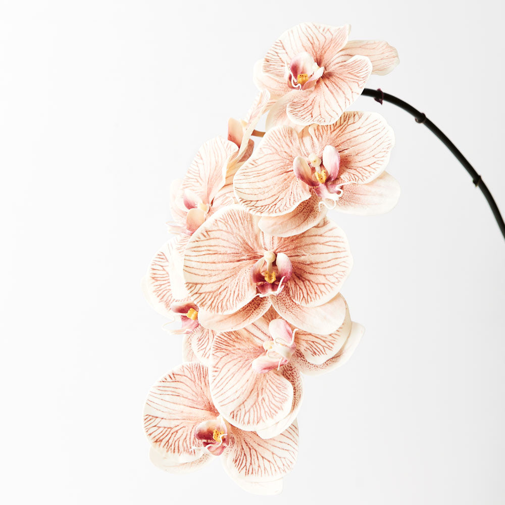 Premium Mocha Phalaenopsis Orchid Plant - Live Indoor Flowering Houseplant for Home Decor, Office, Wedding & Gift Giving