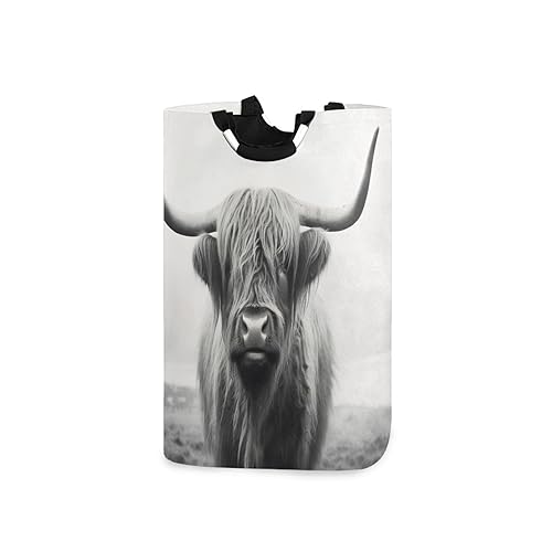 Funny Scottish Highland Cow