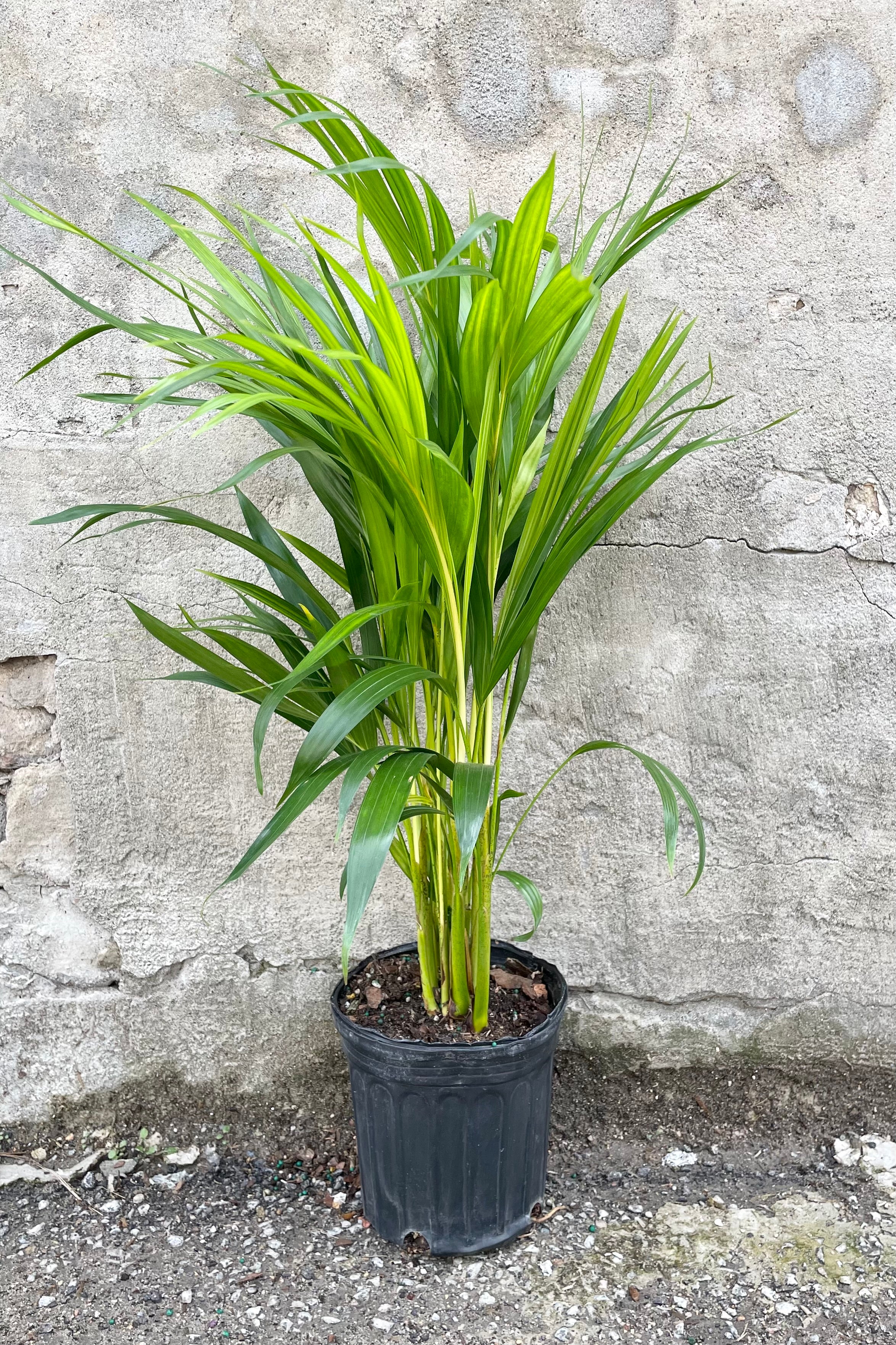 Buy Chrysalidocarpus Lutescens Areca Palm - 6ft Tall Indoor Palm Tree for Home & Office Decor | Perfect for Living Room, Bedroom, and Office Spaces