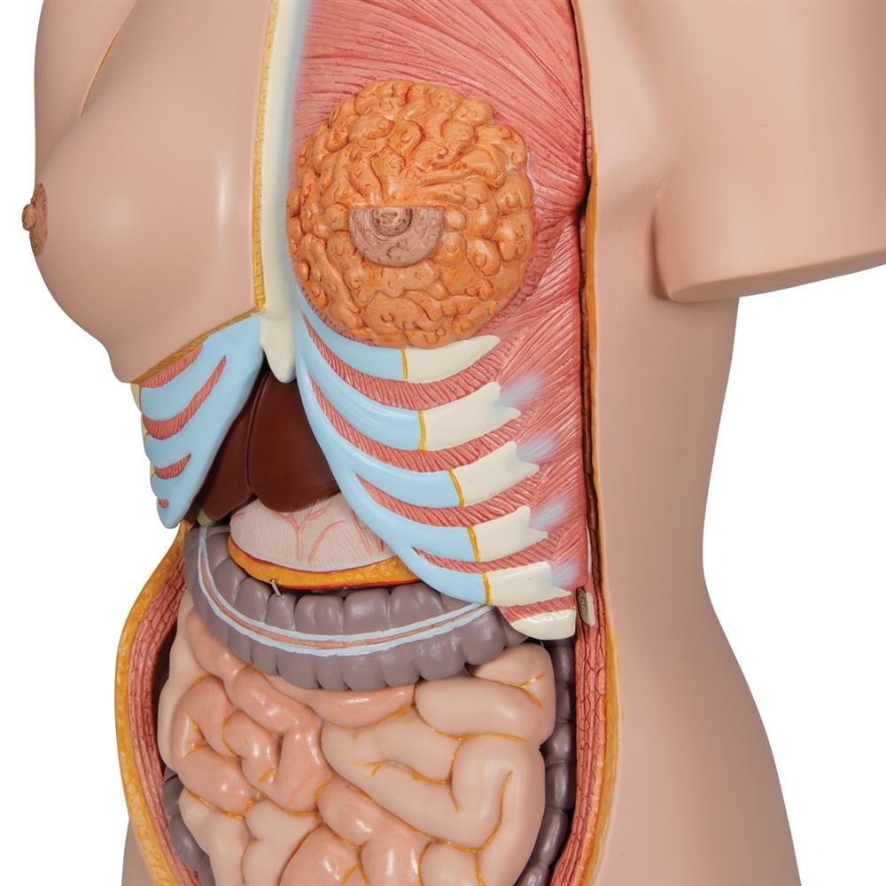 Premium Dual-Gender Human Torso Model - 24-Part Anatomical Study Kit for Medical Students & Educators | Perfect for Classroom, Lab & Home Learning