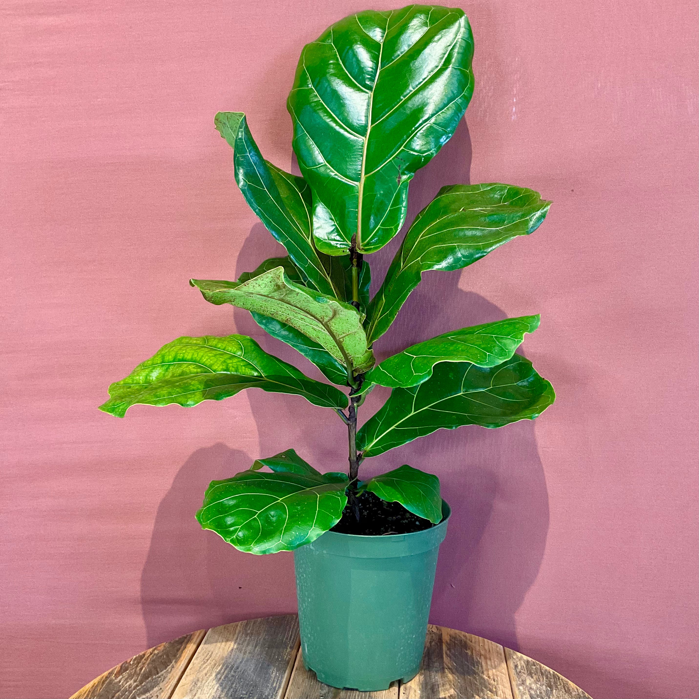 Fiddle Leaf Fig Tree - Medium Size Indoor Plant for Home & Office Decor - Perfect for Living Room, Bedroom, or Workspace