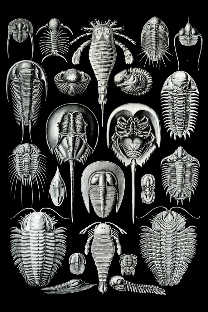 Ernst Haeckel Artwork - Lantern Press Metal Wall Art (12x18 Inches, Gallery Quality Aluminum Decor) | Aspidonia Horseshoe Crabs Nature Illustration | Perfect for Home Office, Living Room & Coastal Decor