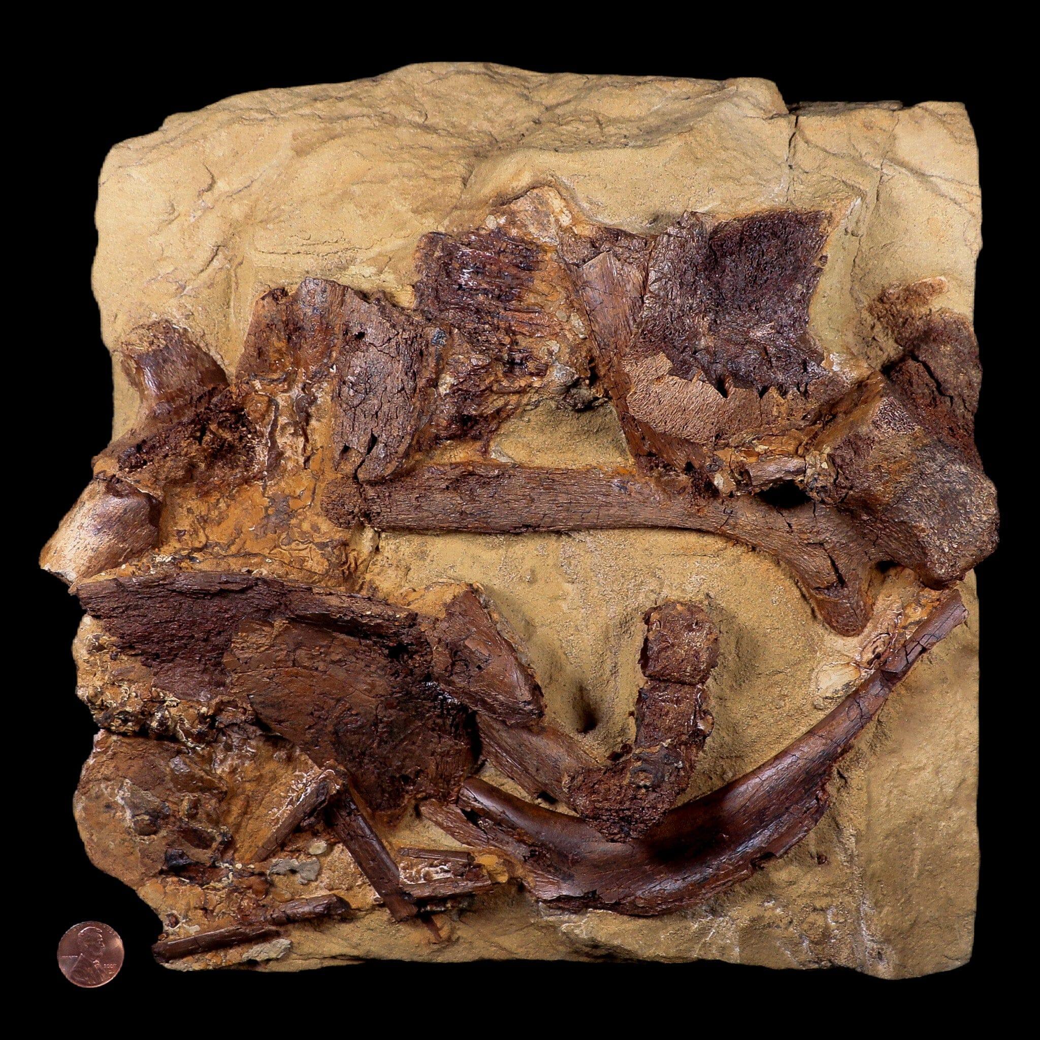 10 Authentic Edmontosaurus Fossils - Teeth, Jaw, Vertebrae & Tendons from Lance Creek, Wyoming | Dinosaur Fossil Collection for Paleontology Enthusiasts & Museum Displays