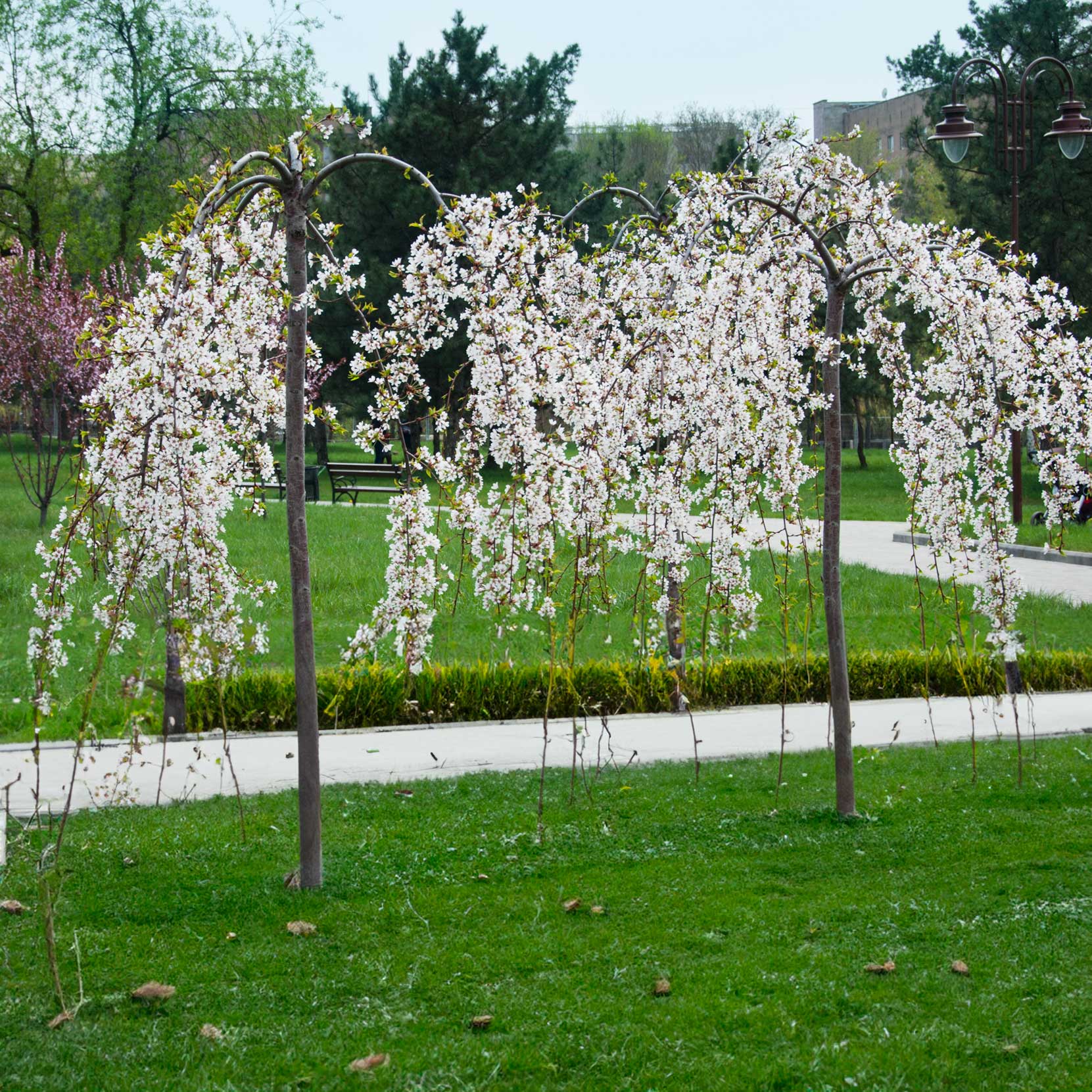 Weeping Yoshino Cherry Tree - Pink Flowering Ornamental Tree for Landscaping & Garden Decor | Perfect for Backyard, Patio & Outdoor Spaces