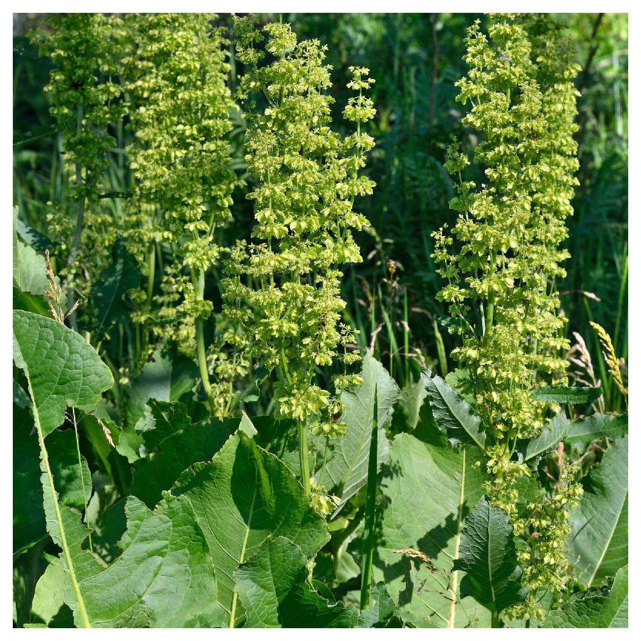 Everwilde Farms - 1000 Large Leaf Sorrel Herb Seeds - Non-GMO, Heirloom, Organic - Gold Vault Jumbo Seed Packet for Gardening, Cooking & Herbal Remedies